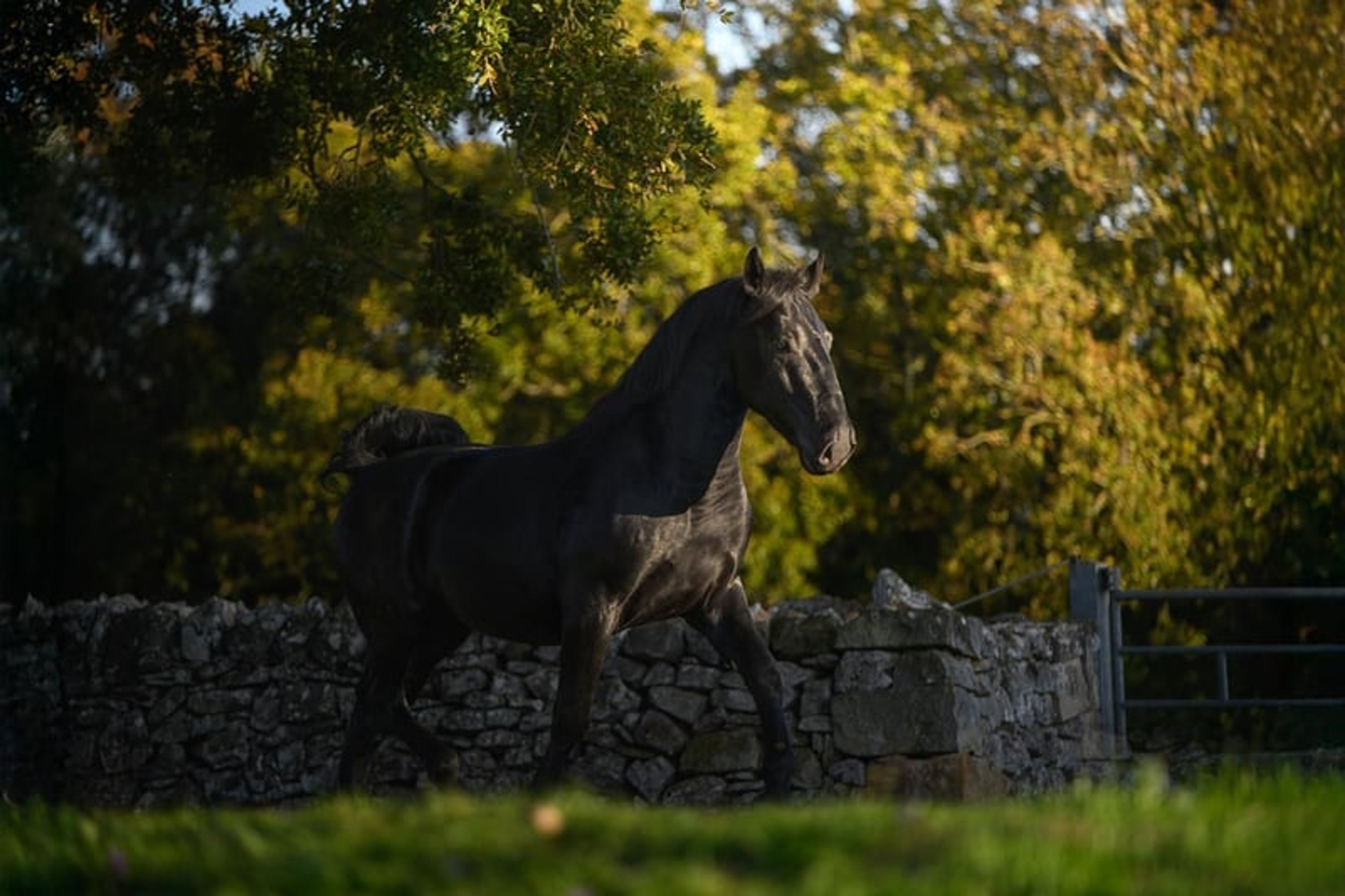 DOLCISSIMO STALLONE MURGESE, STARTED UNDER SADDLE TRAINING - Image 10