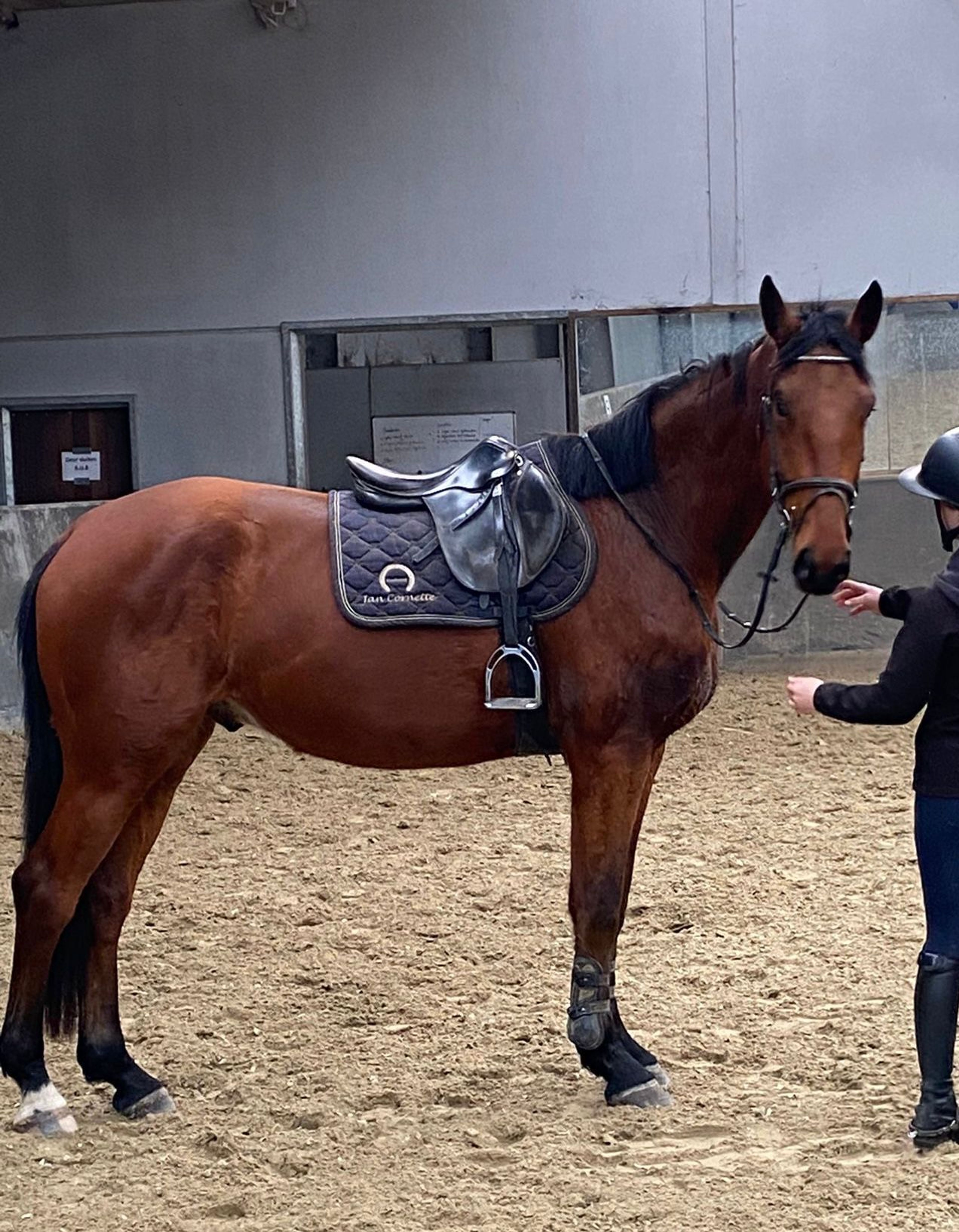 Bambasco vh Bernumhof Z (BAMAKO DE MUZE x JUMPY DE FONTAINES) - Image 1