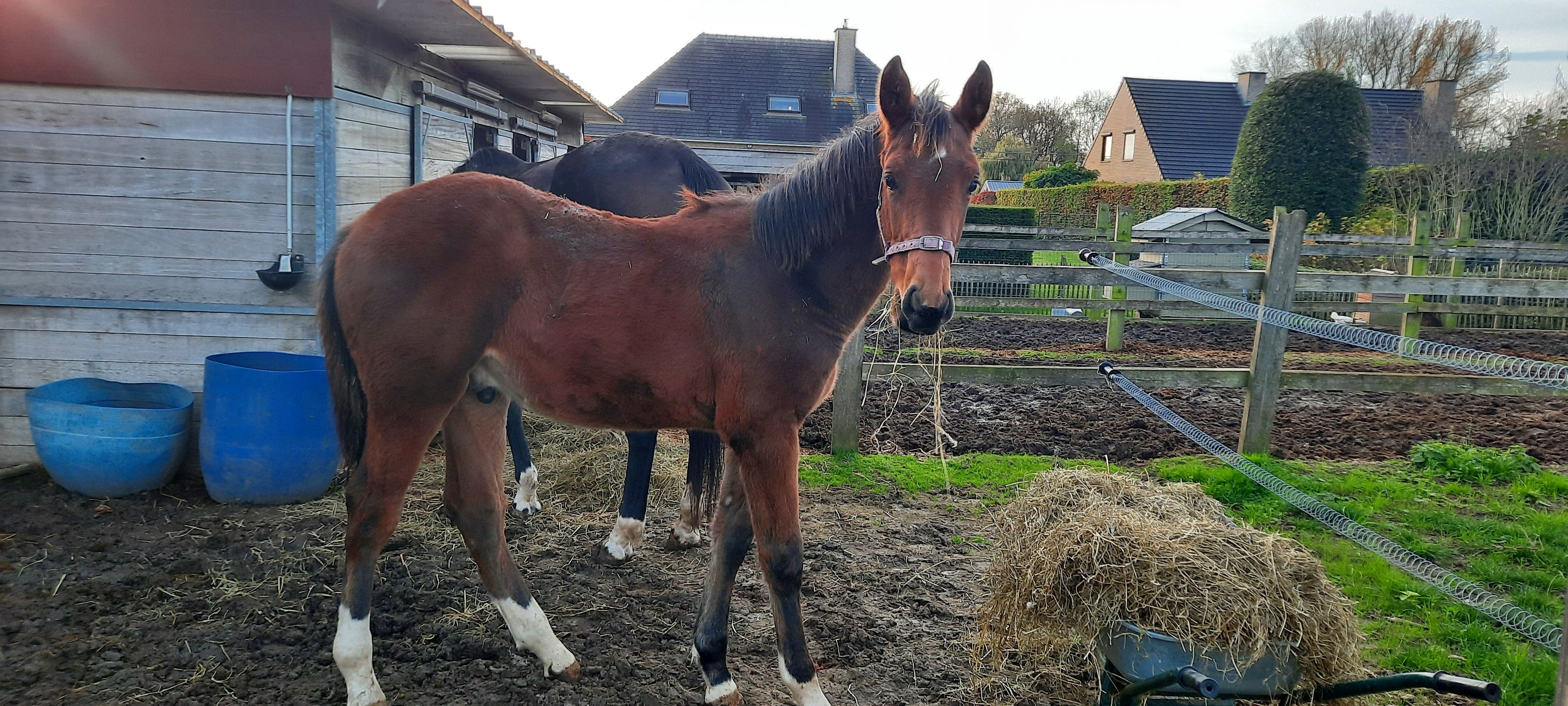 Espresso Martini Extra Z - Image 1