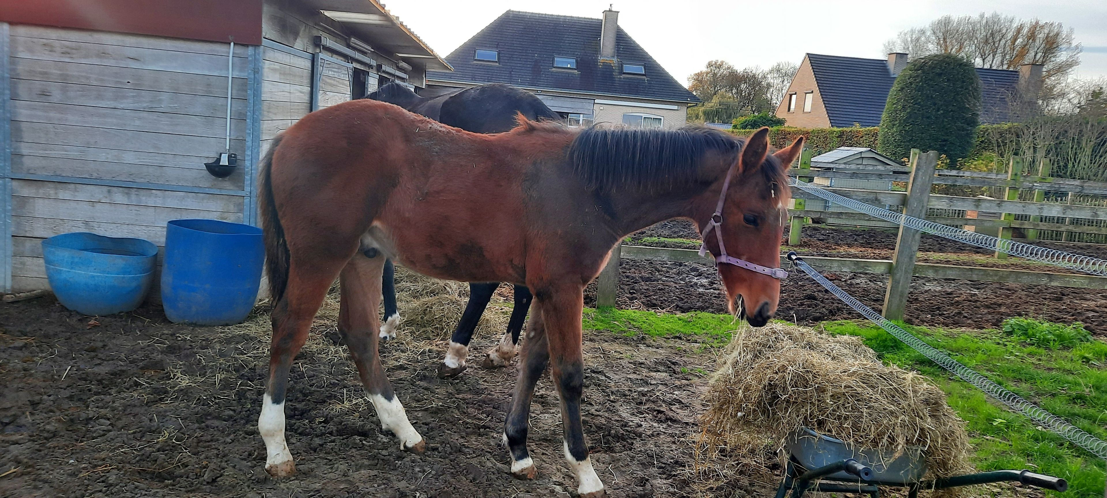 Espresso Martini Extra Z - Image 2