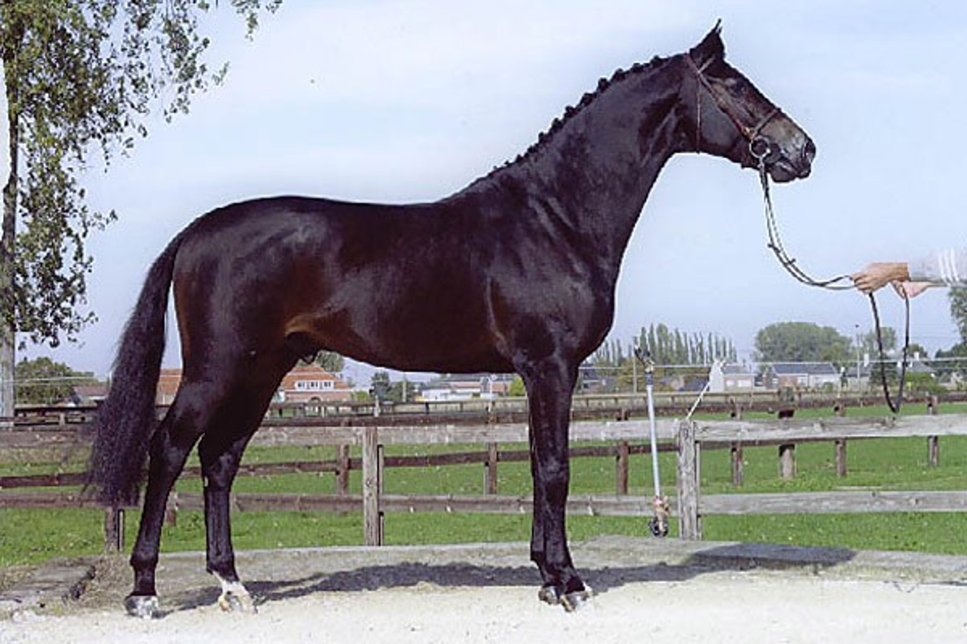 Espresso Martini Extra Z - Image 4