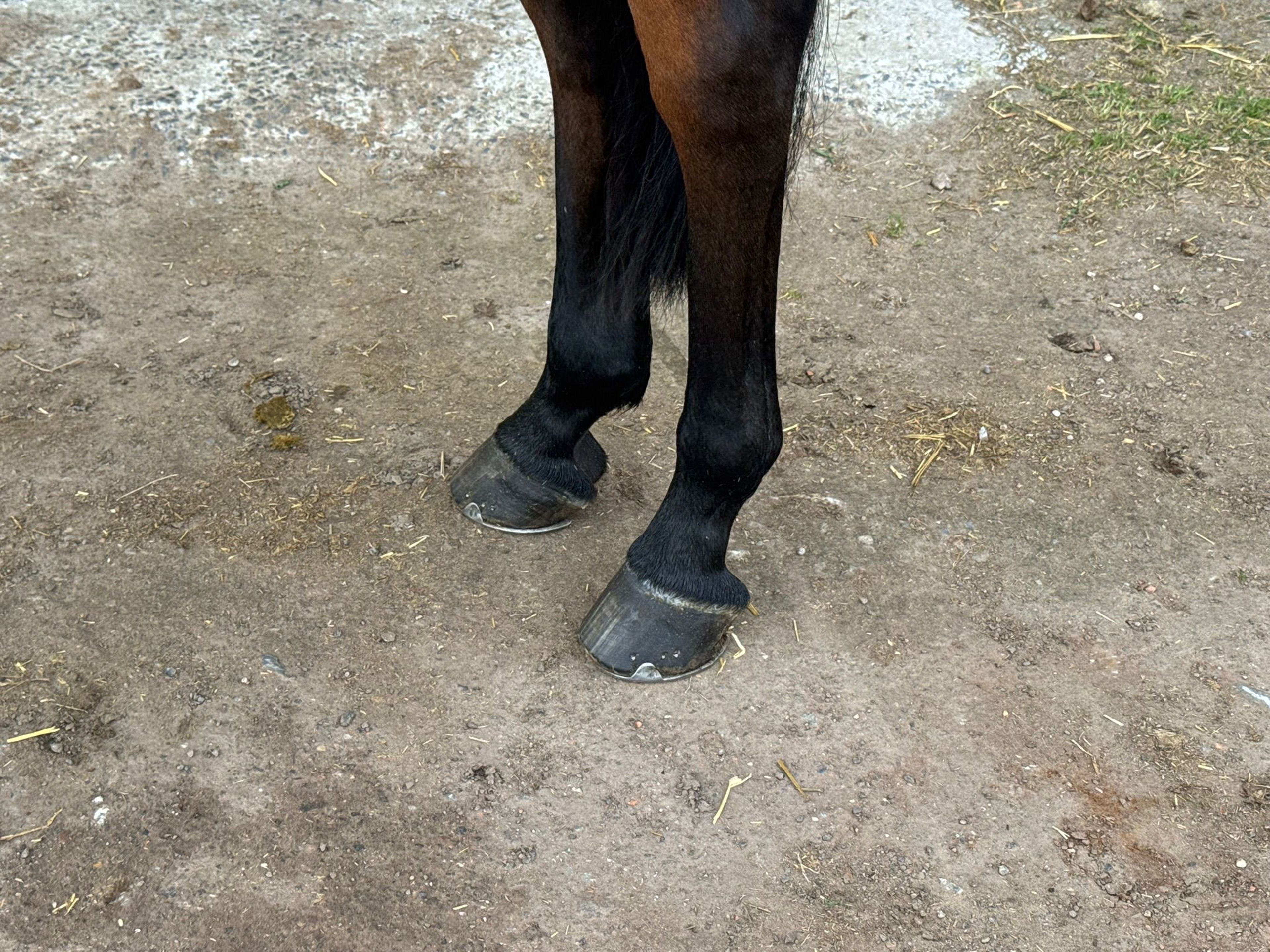 Kocaine Saveniere (CORICO Z x CANTUS) - Image 7