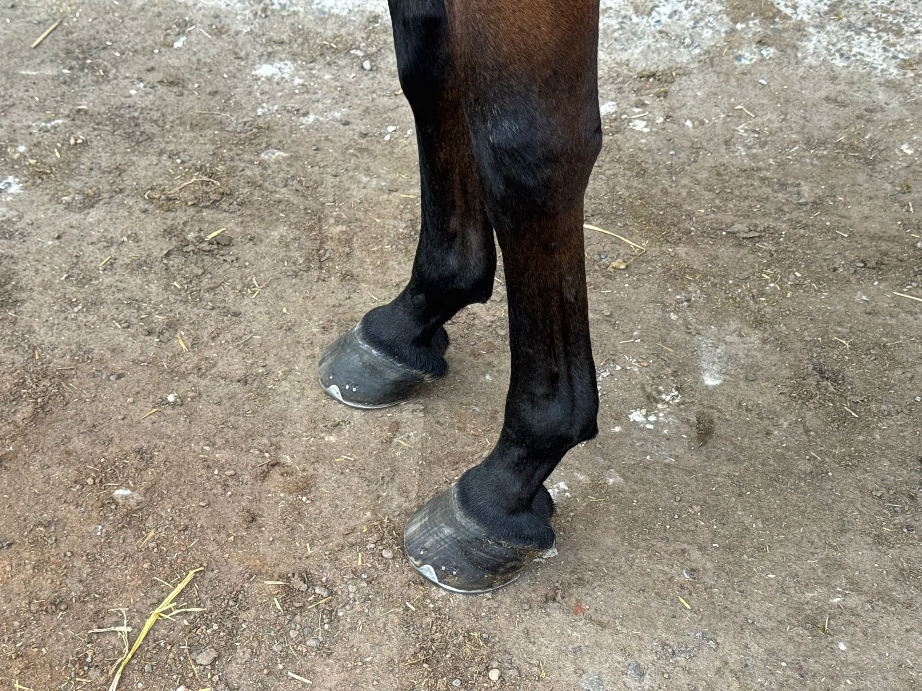Kocaine Saveniere (CORICO Z x CANTUS) - Image 10