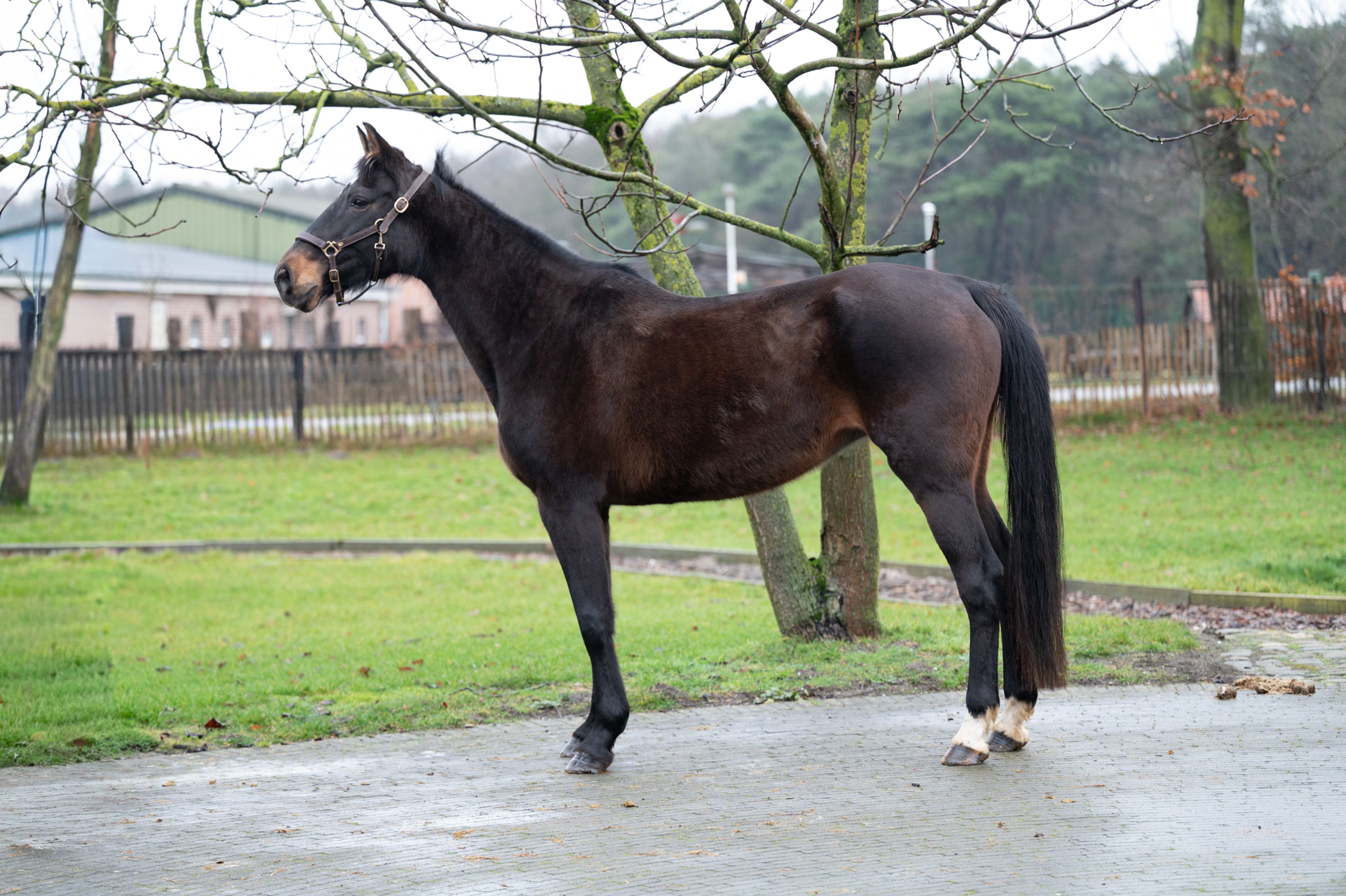 Qerai of the Lowlands Z ☆☆ (QUASIMODO Z x BURGGRAAF) - Image 2