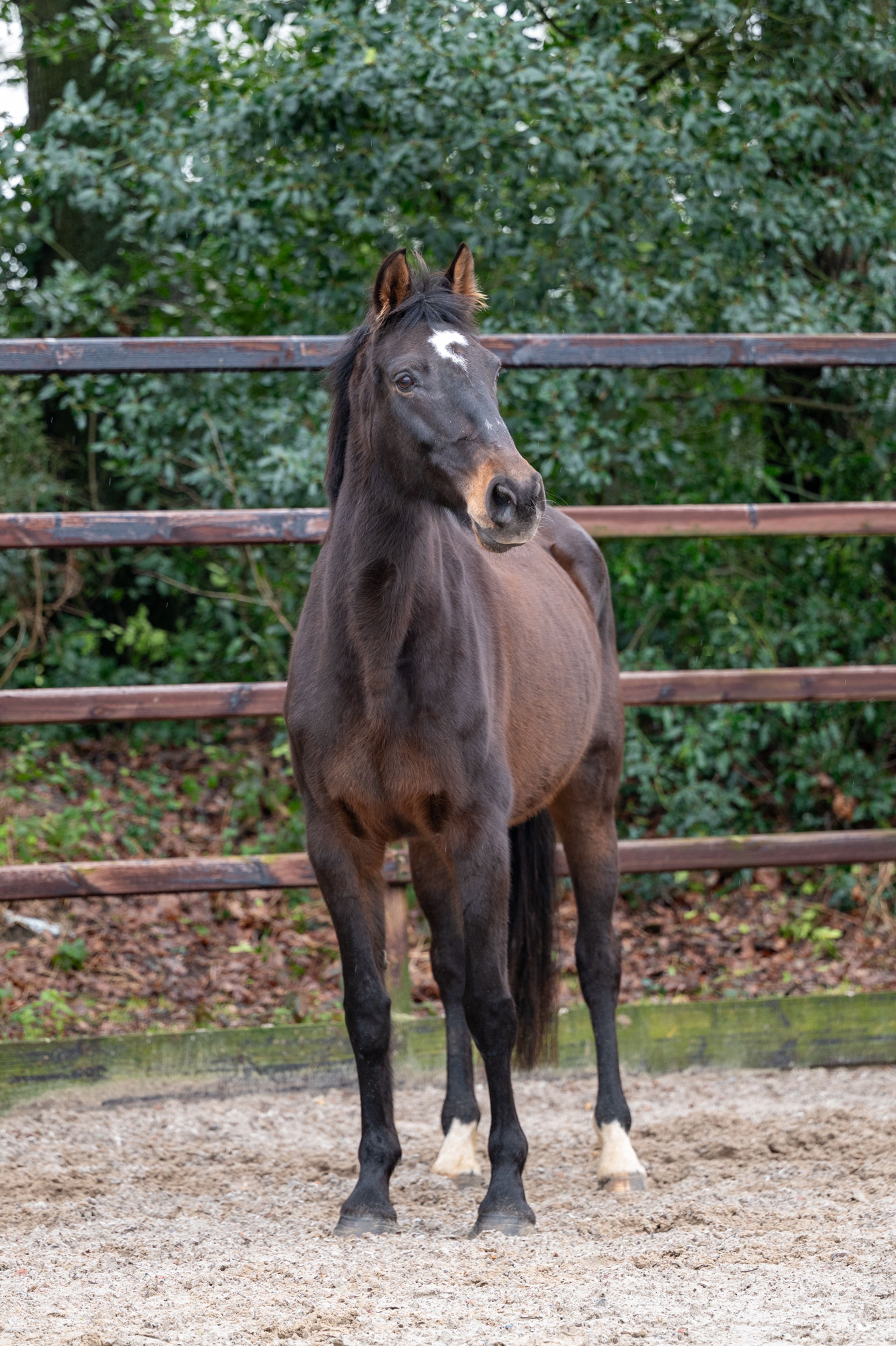 Qerai of the Lowlands Z ☆☆ (QUASIMODO Z x BURGGRAAF) - Image 4