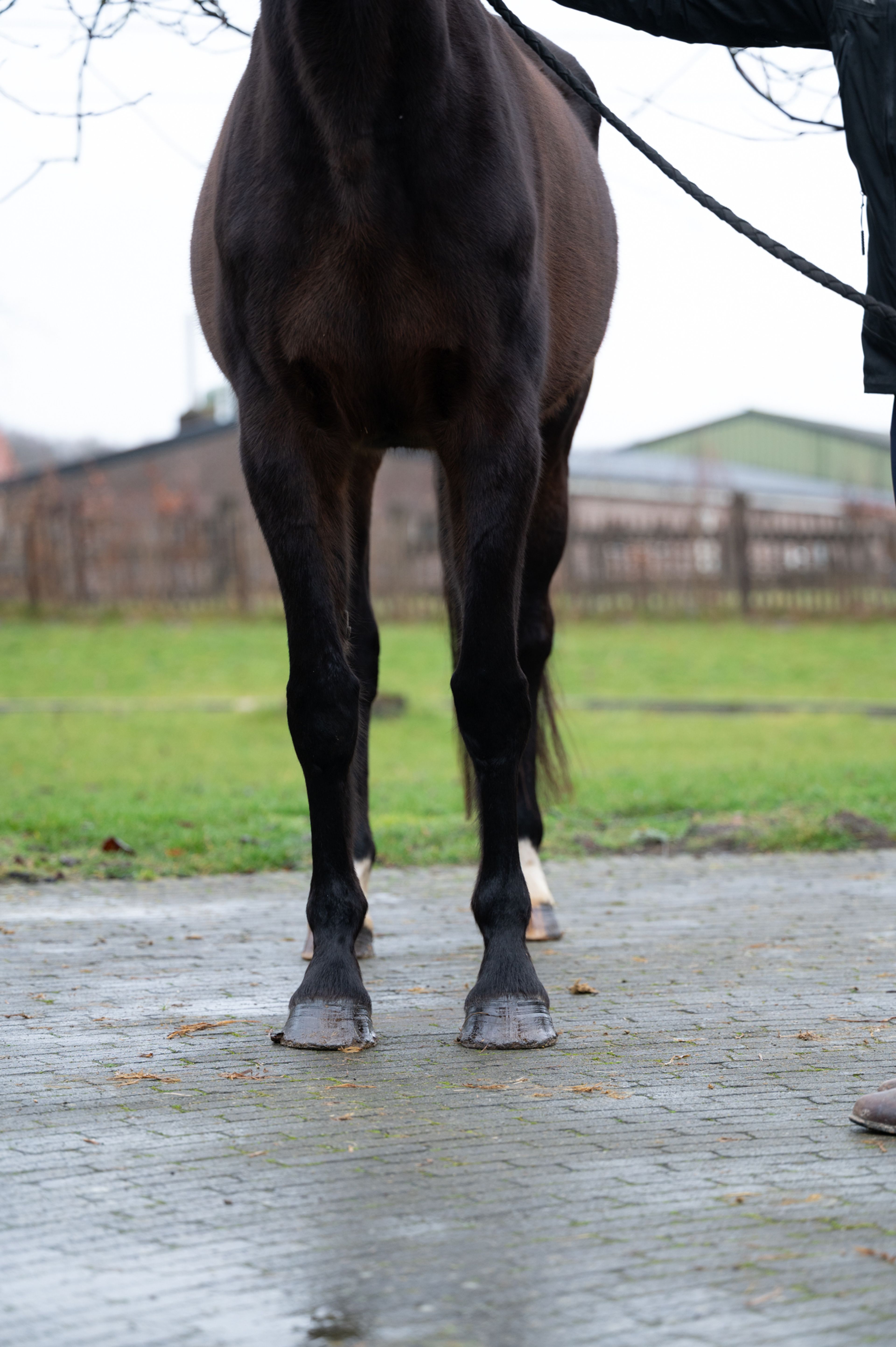 Qerai of the Lowlands Z ☆☆ (QUASIMODO Z x BURGGRAAF) - Image 5