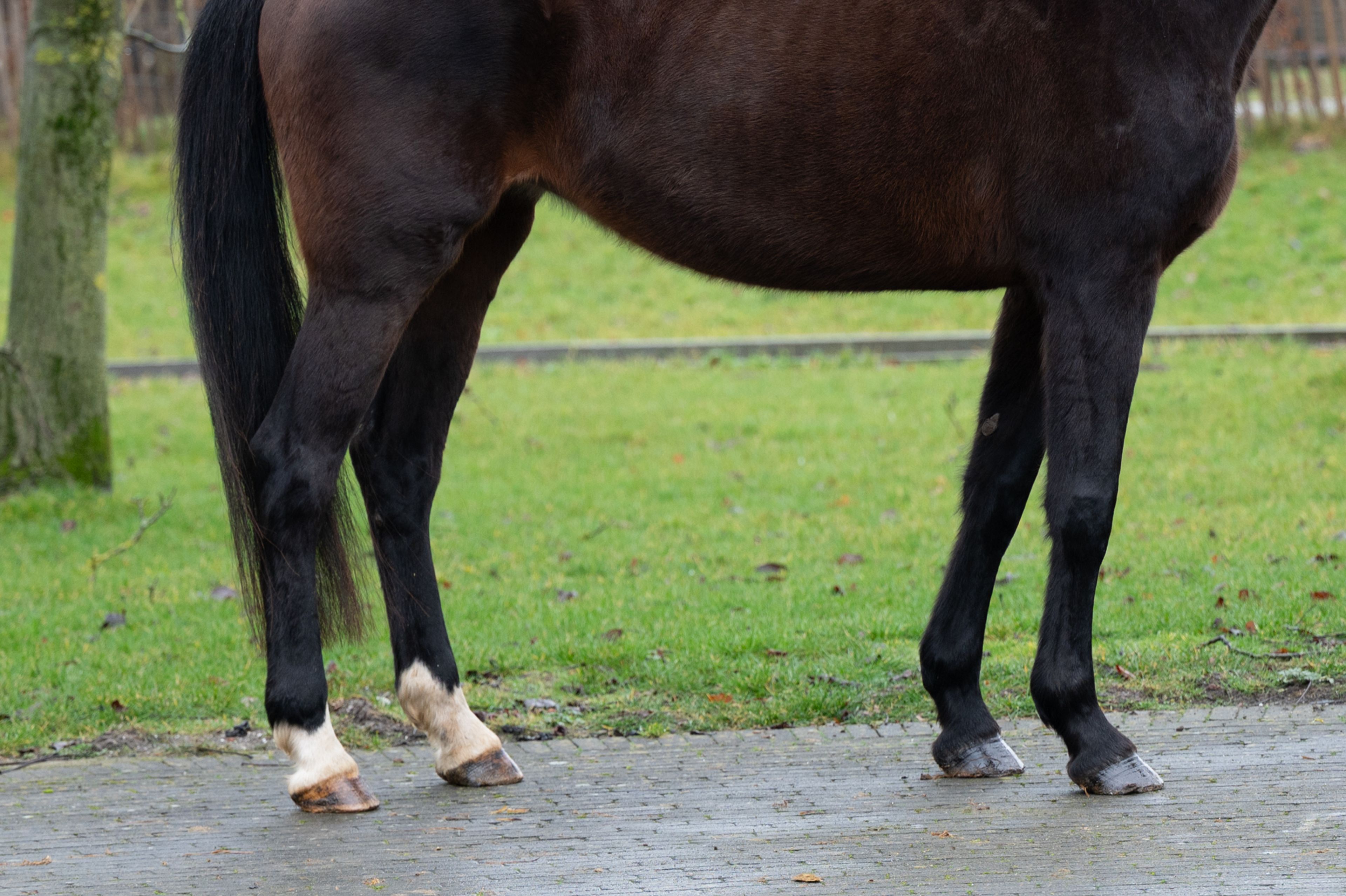 Qerai of the Lowlands Z ☆☆ (QUASIMODO Z x BURGGRAAF) - Image 6