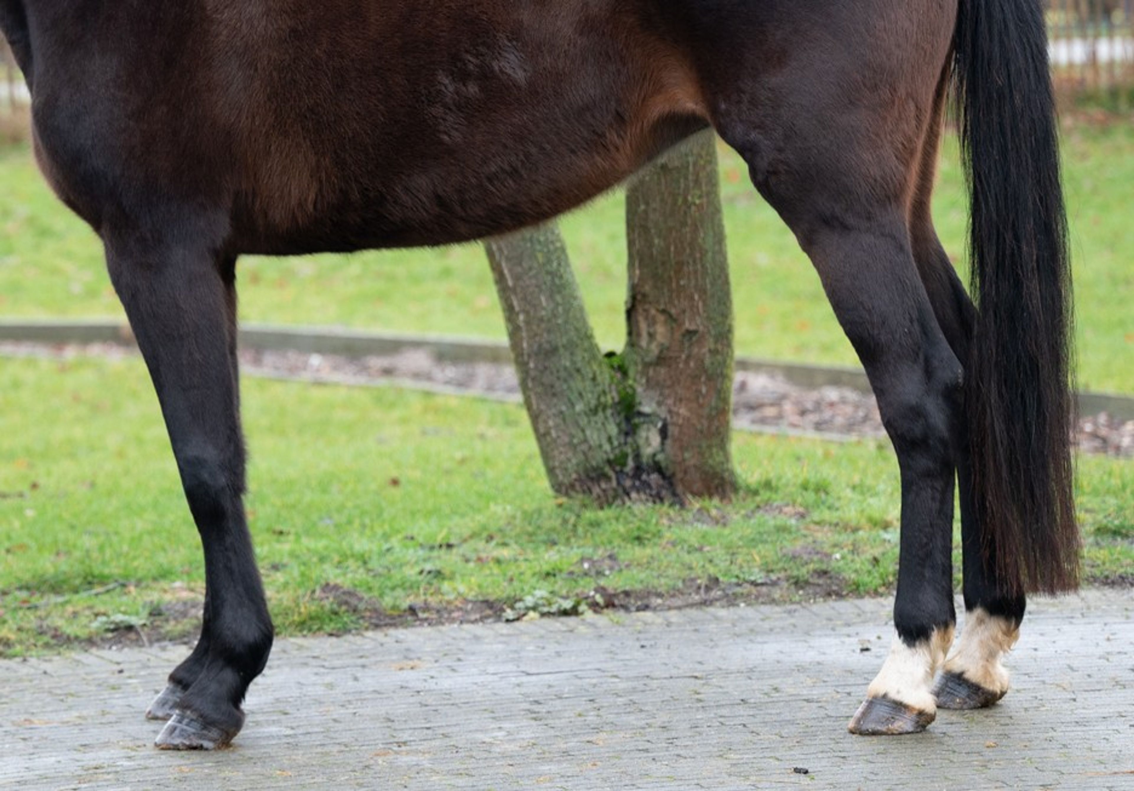 Qerai of the Lowlands Z ☆☆ (QUASIMODO Z x BURGGRAAF) - Image 7