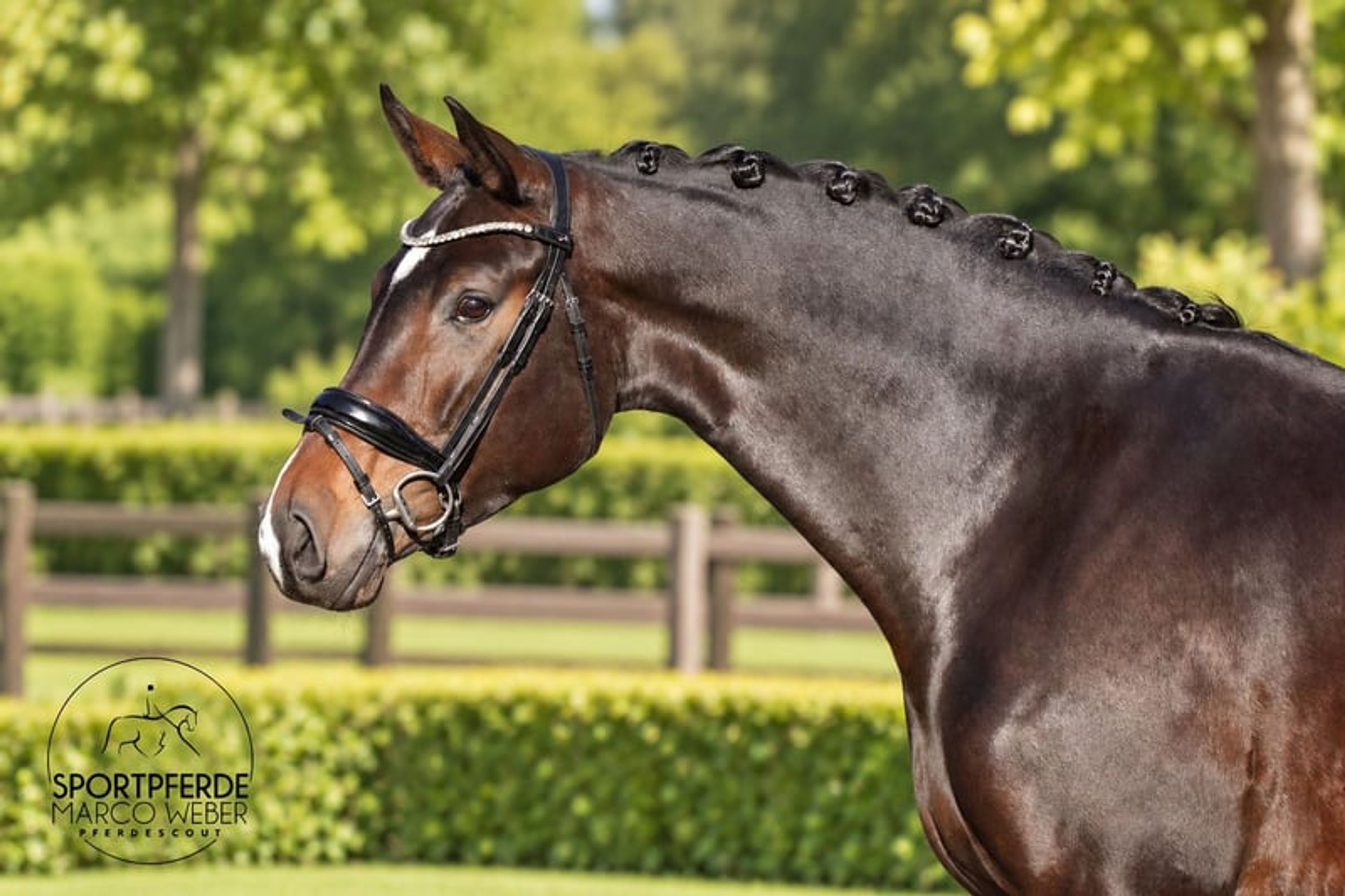 Dream mare