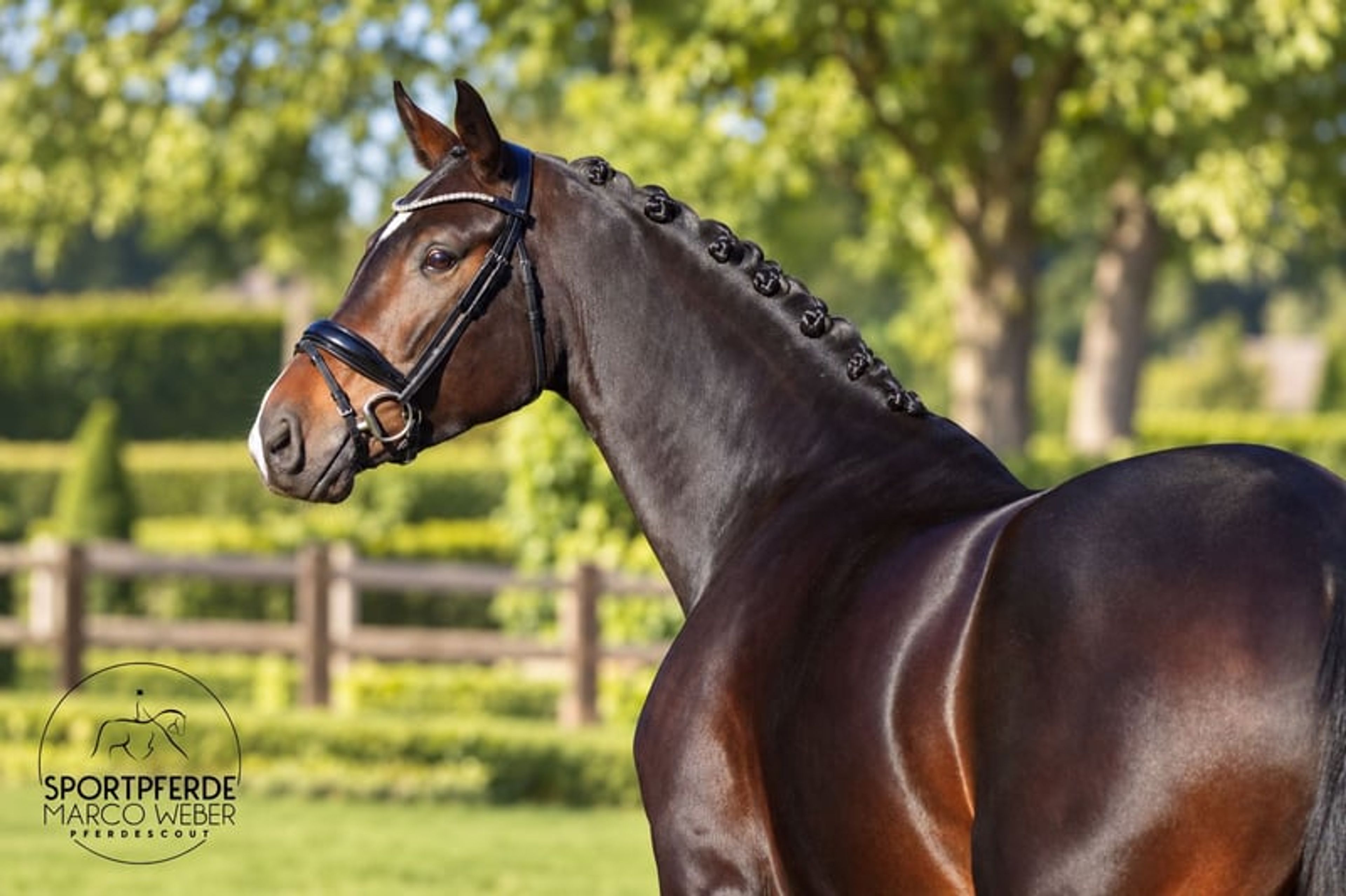 Dream mare - Image 2