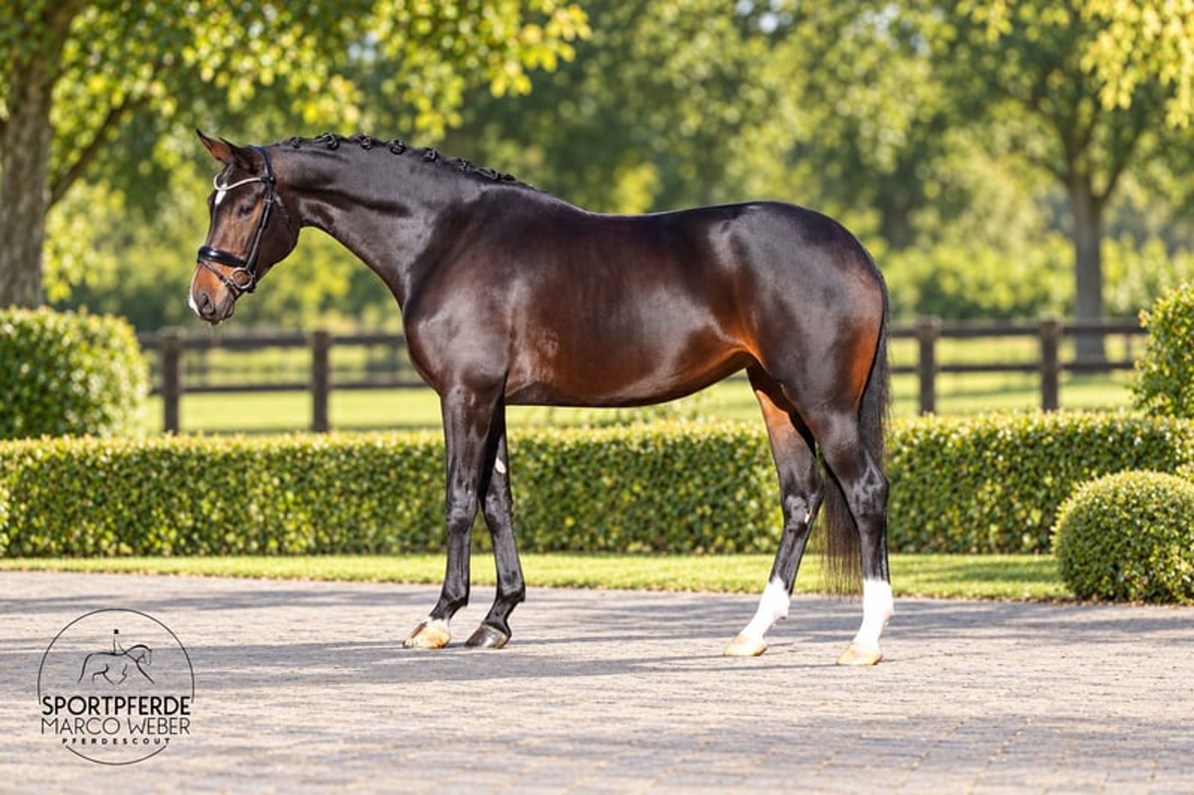 Dream mare - Image 3