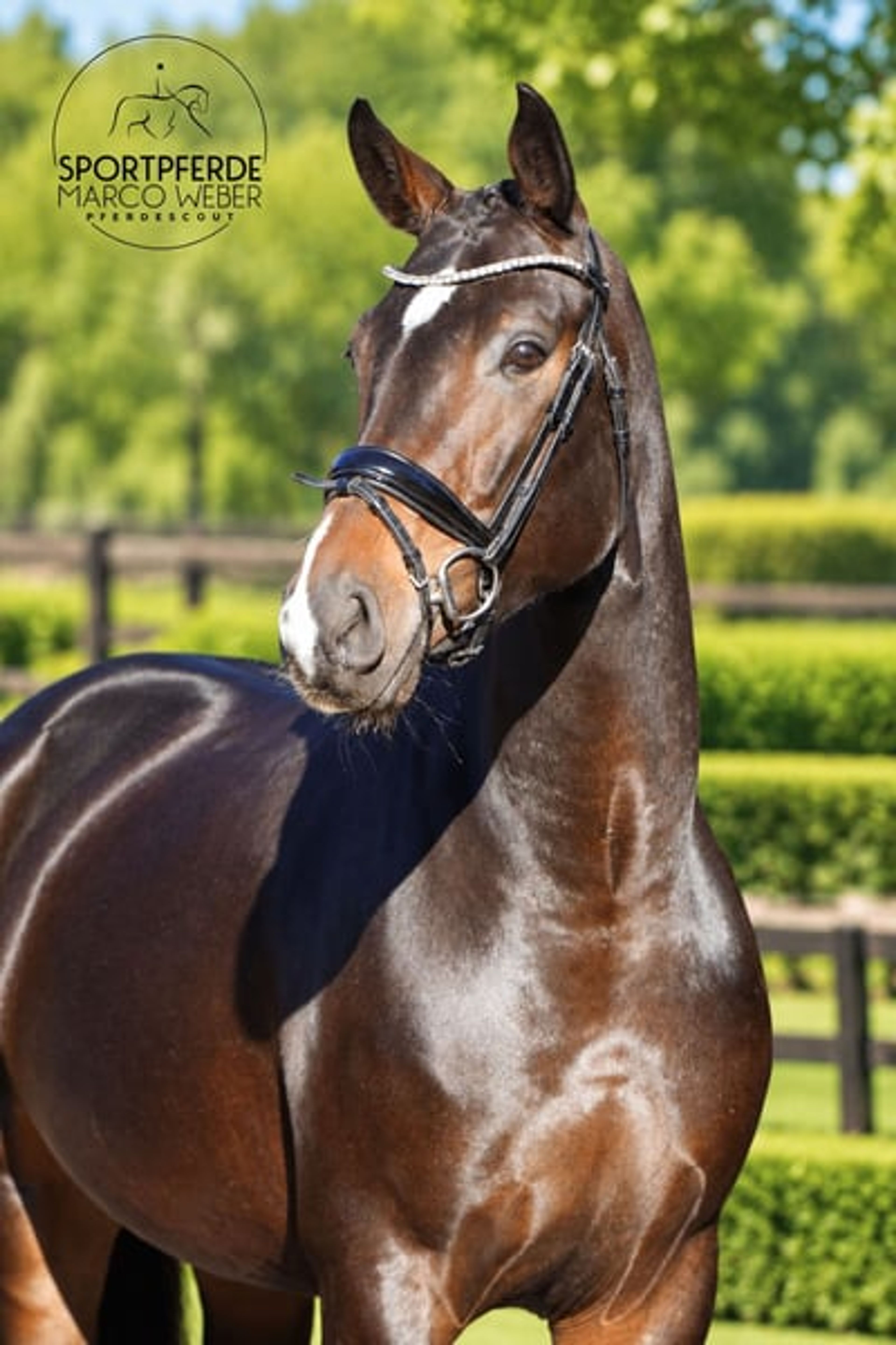 Dream mare - Image 4
