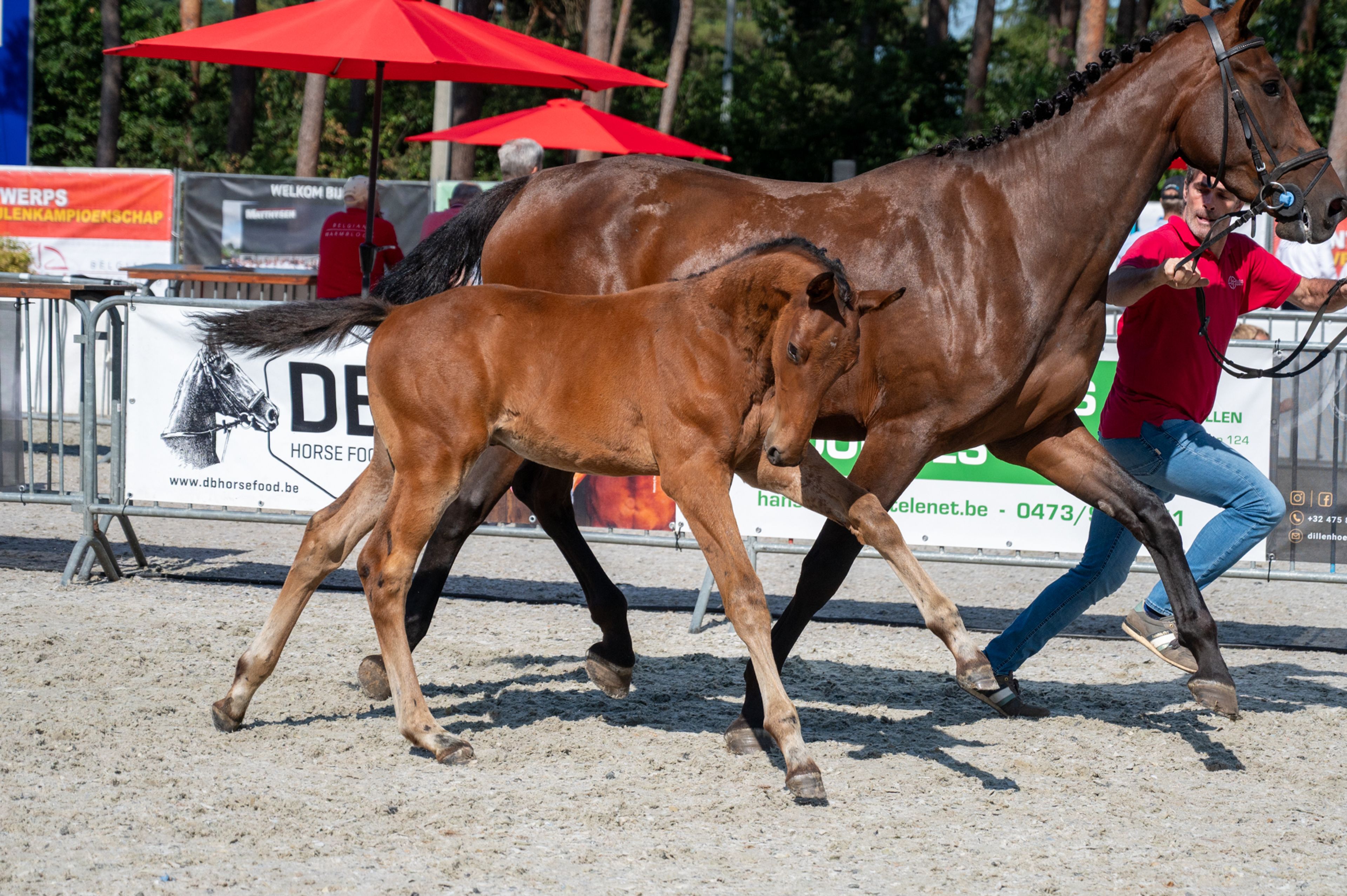 Darelius de Vulpes Mel (HH CONRAD x COTE D'OR Z) - Image 1