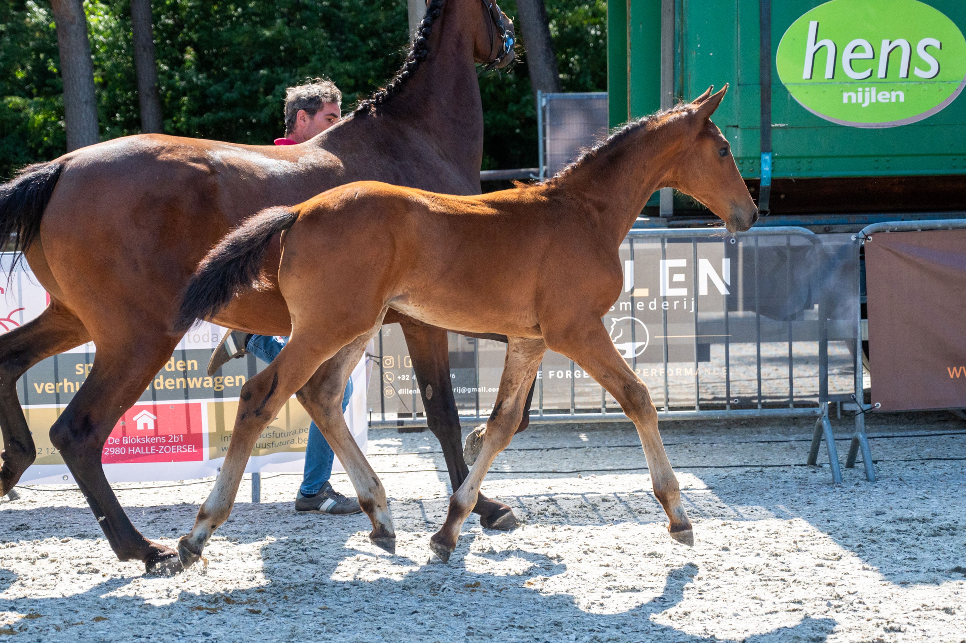 Darelius de Vulpes Mel (HH CONRAD x COTE D'OR Z) - Image 2