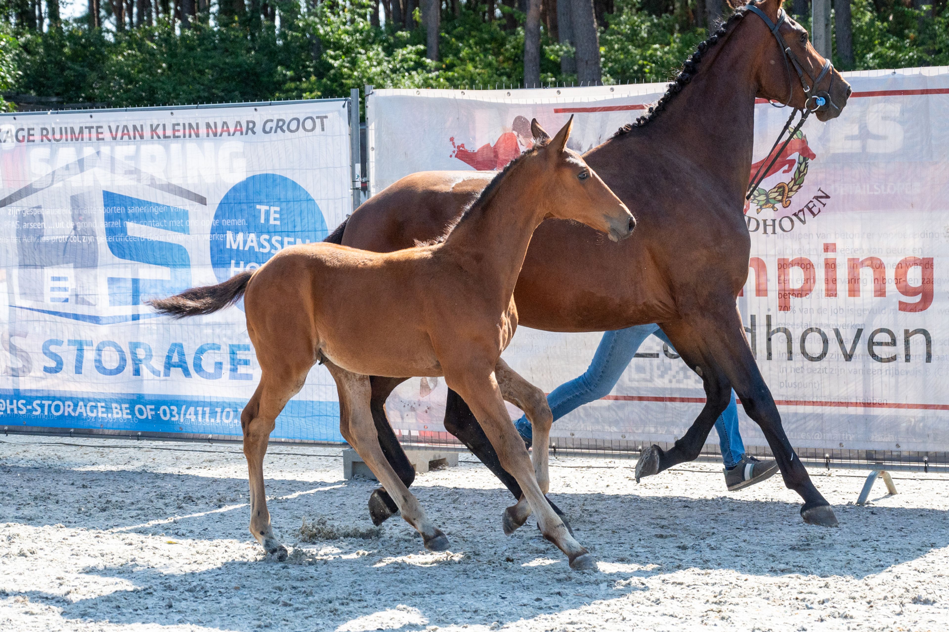 Darelius de Vulpes Mel (HH CONRAD x COTE D'OR Z) - Image 3