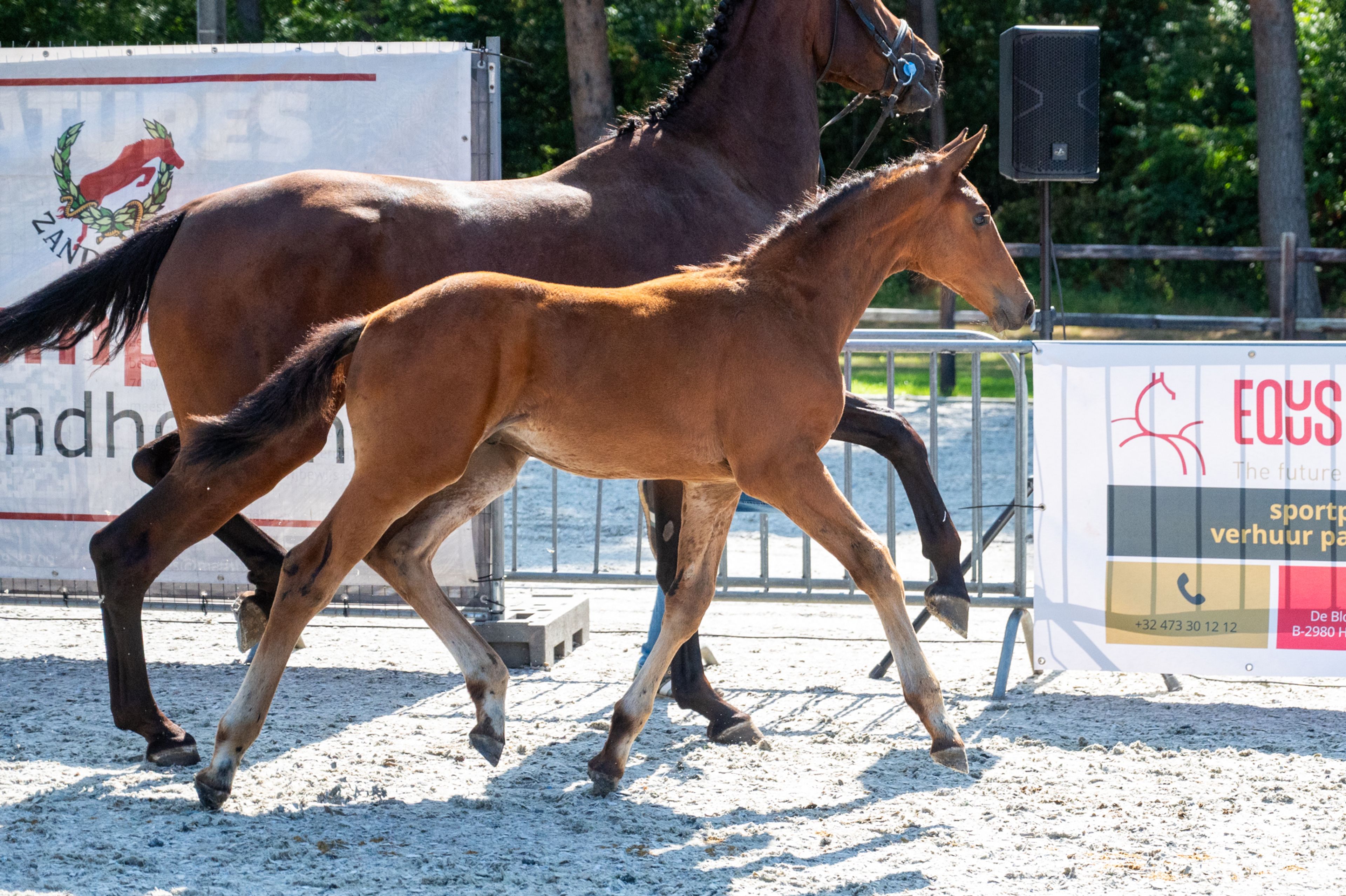 Darelius de Vulpes Mel (HH CONRAD x COTE D'OR Z) - Image 4