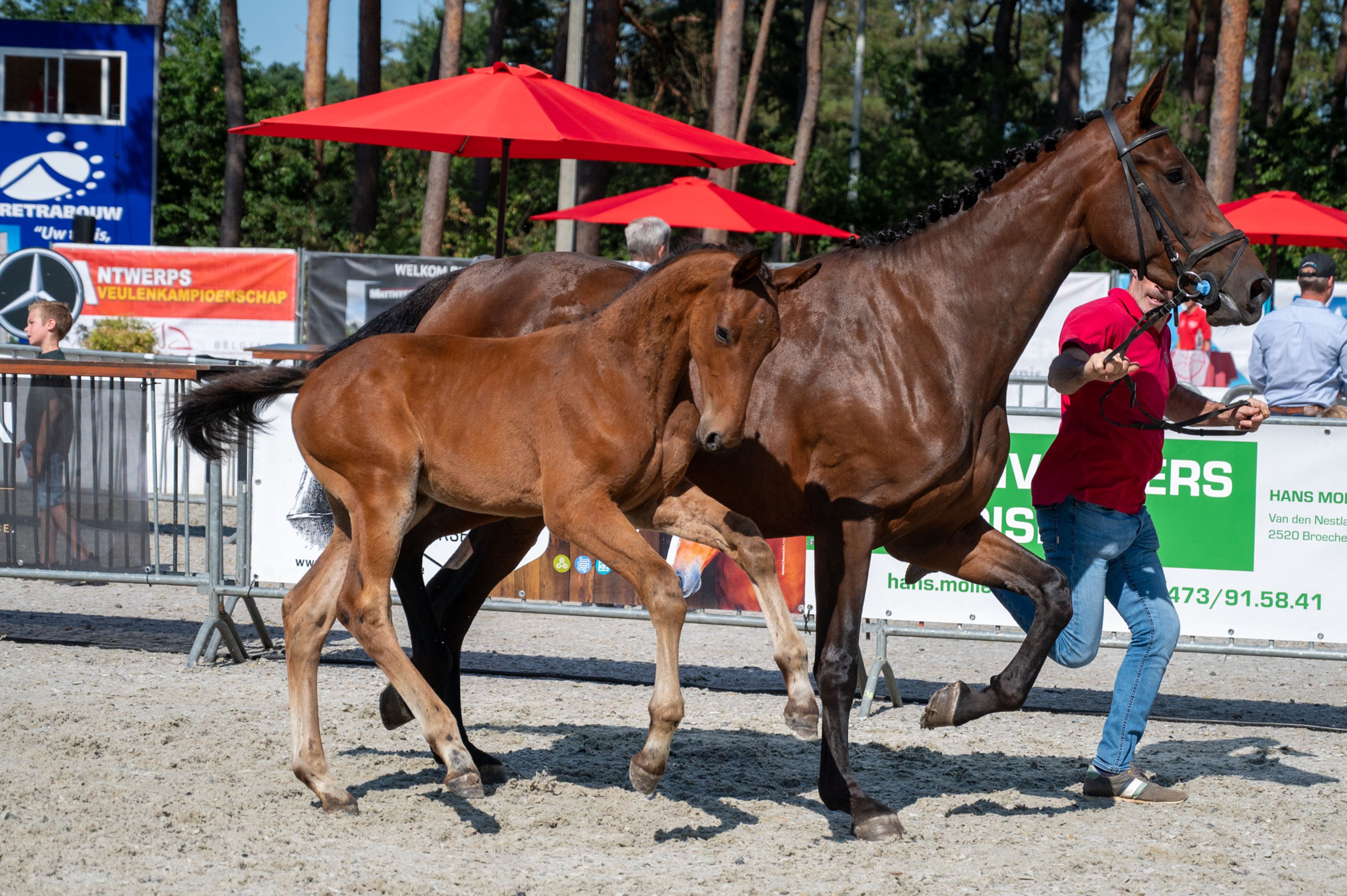 Darelius de Vulpes Mel (HH CONRAD x COTE D'OR Z) - Image 5