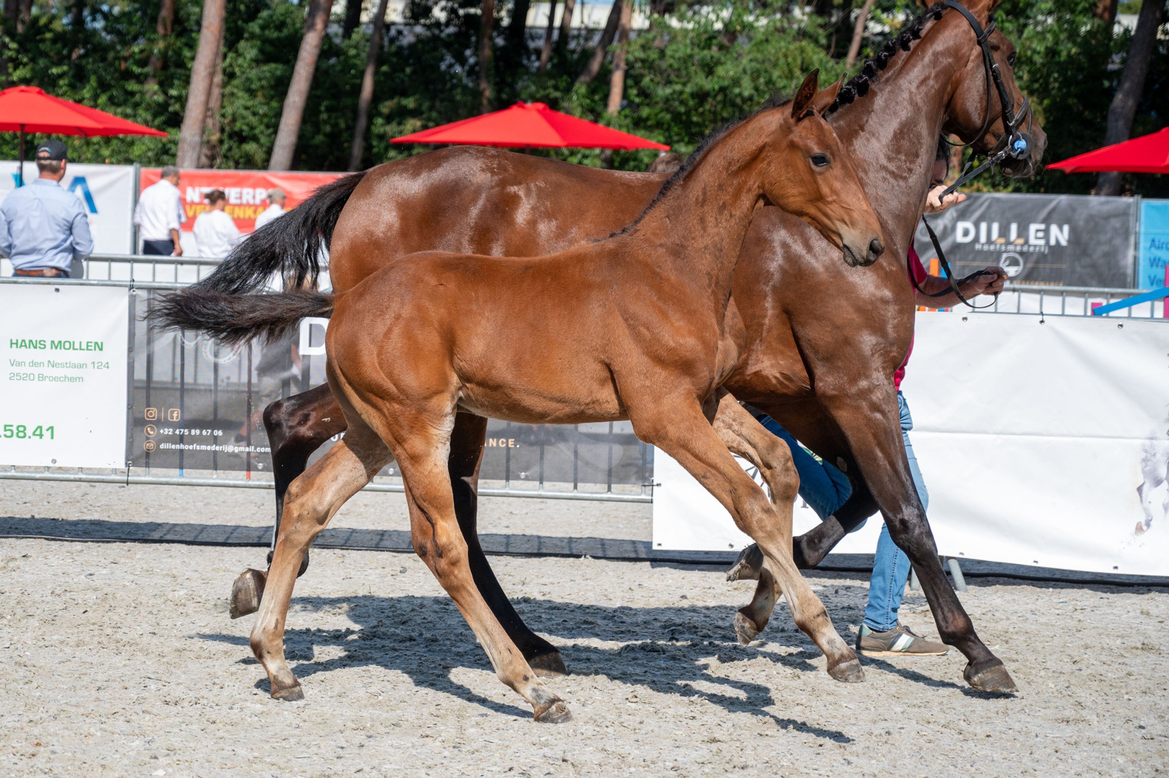 Darelius de Vulpes Mel (HH CONRAD x COTE D'OR Z) - Image 6