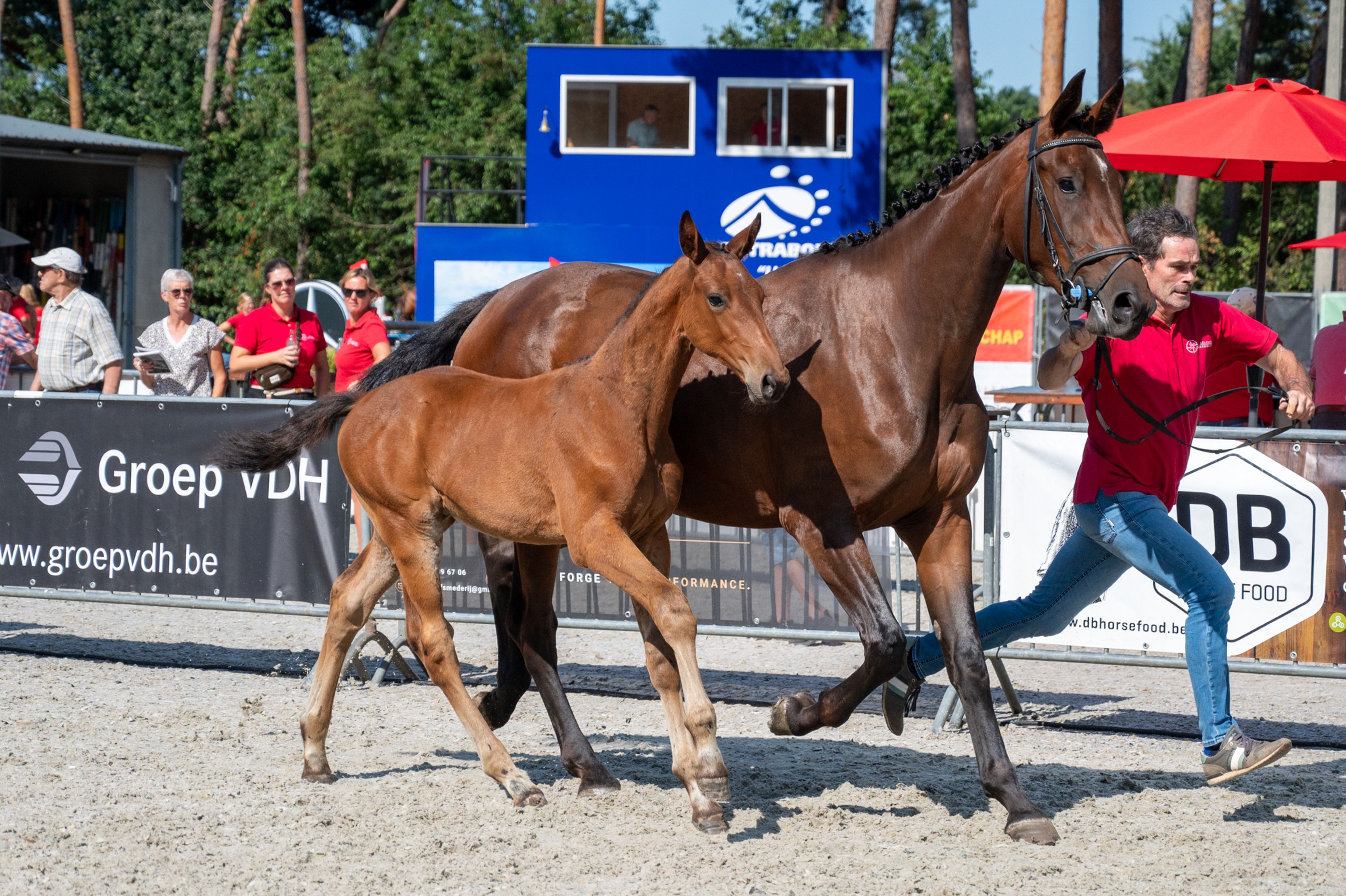 Darelius de Vulpes Mel (HH CONRAD x COTE D'OR Z) - Image 7