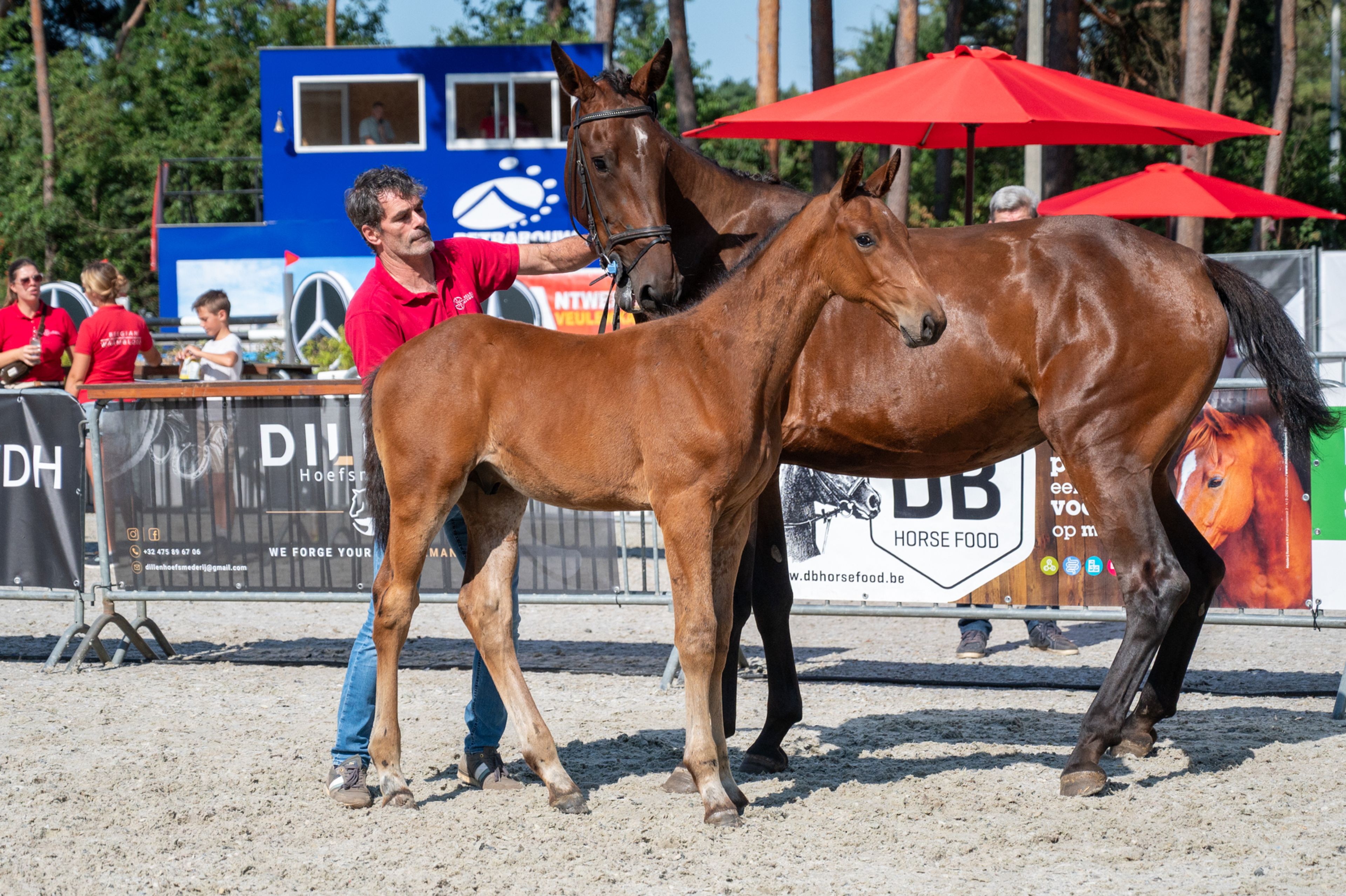 Darelius de Vulpes Mel (HH CONRAD x COTE D'OR Z) - Image 8