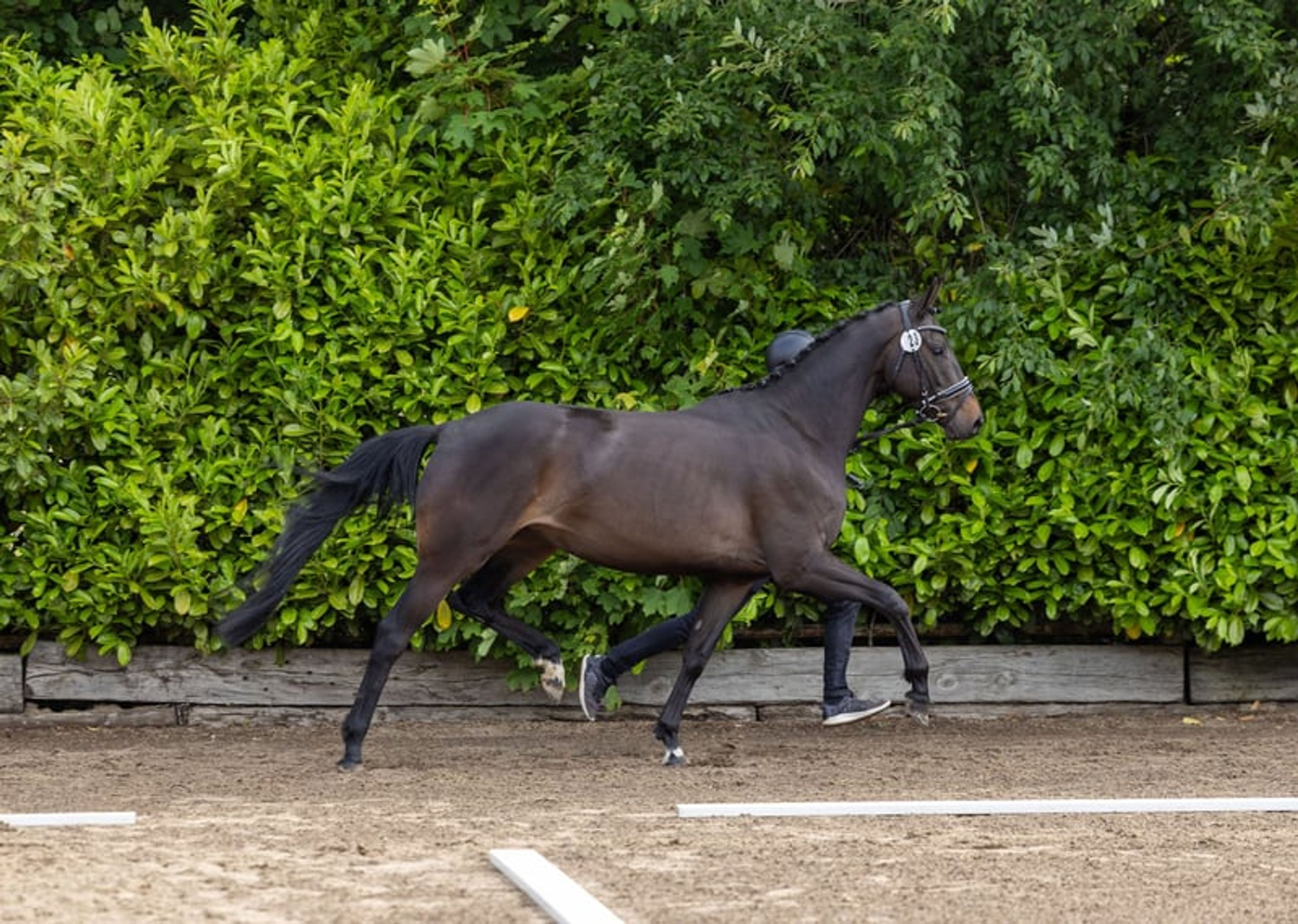A gem for sport and breeding