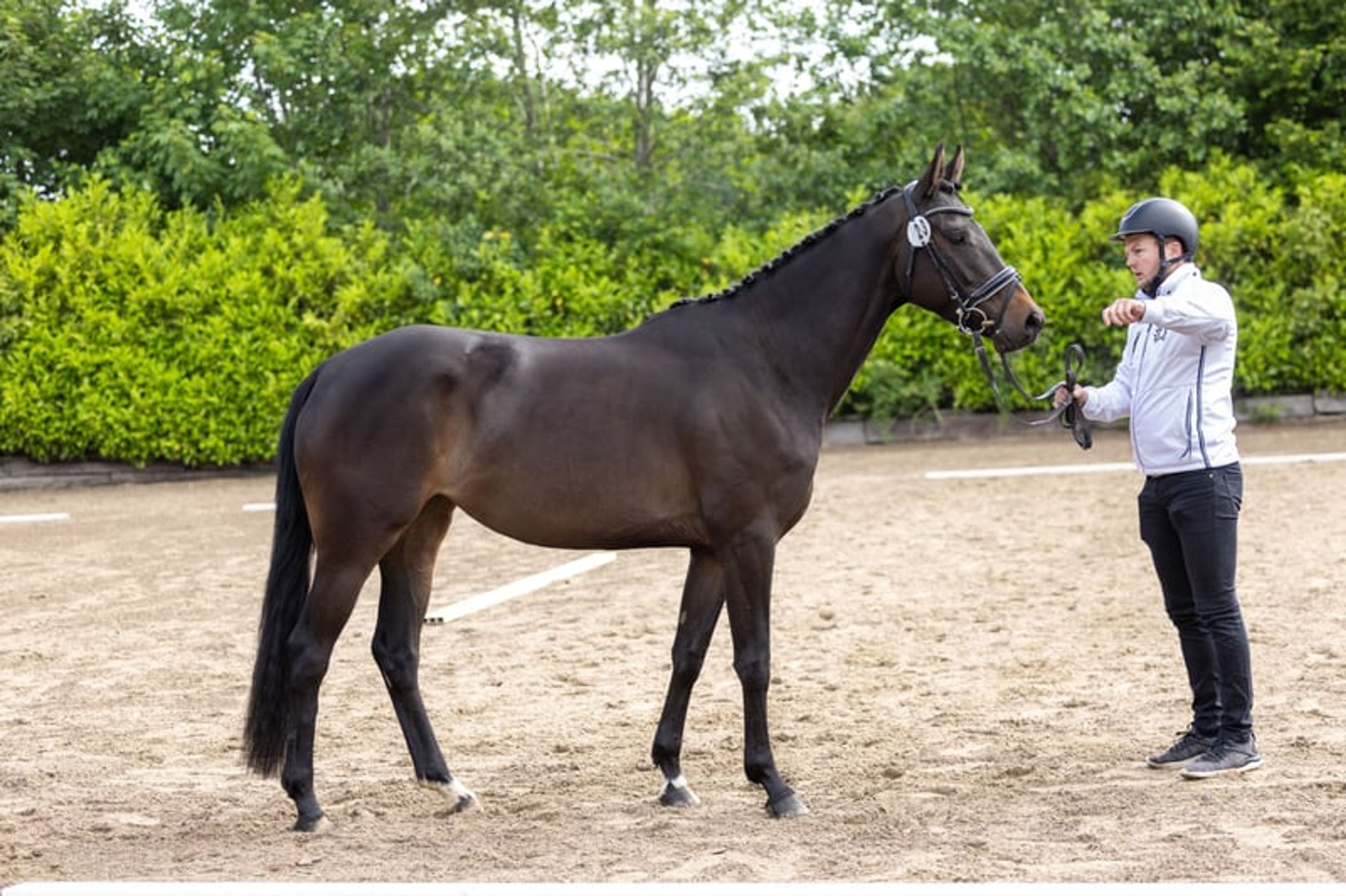 A gem for sport and breeding video 2