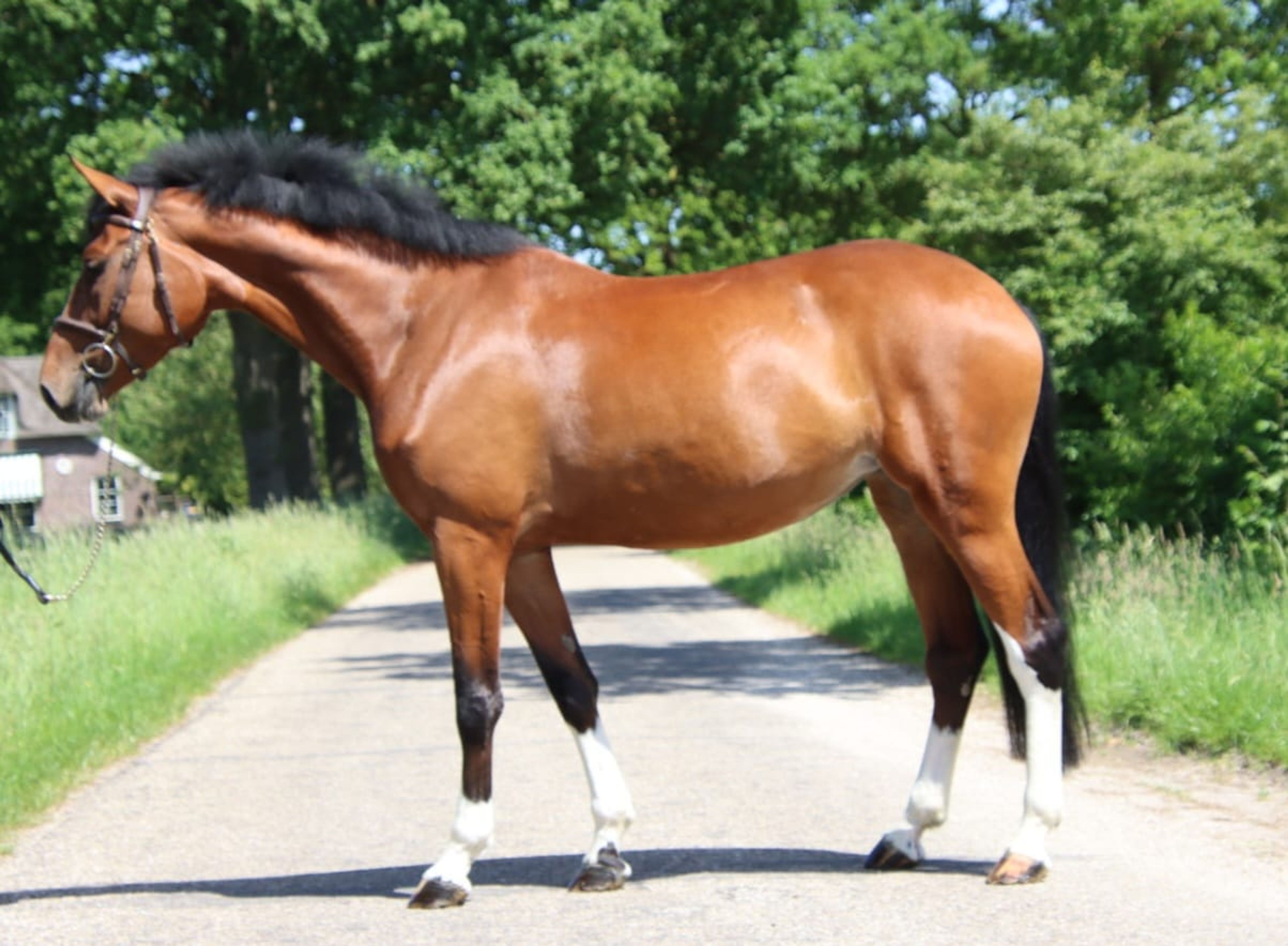 Nevada Z(+Cascais Junior DG) ☆☆ (NIXON VAN'T MEULENHOF x CORMINT) - Image 1