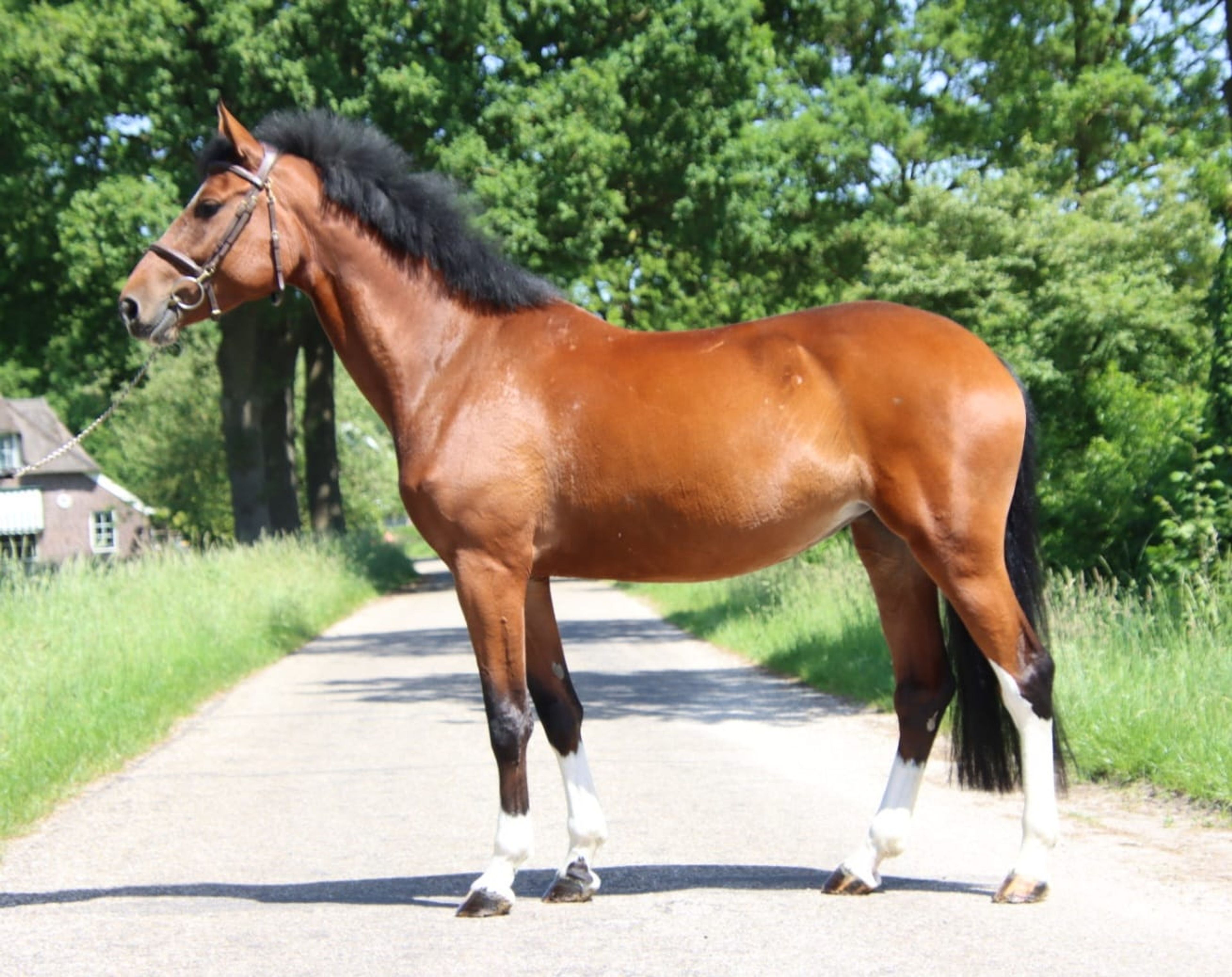 Nevada Z(+Cascais Junior DG) ☆☆ (NIXON VAN'T MEULENHOF x CORMINT) - Image 2