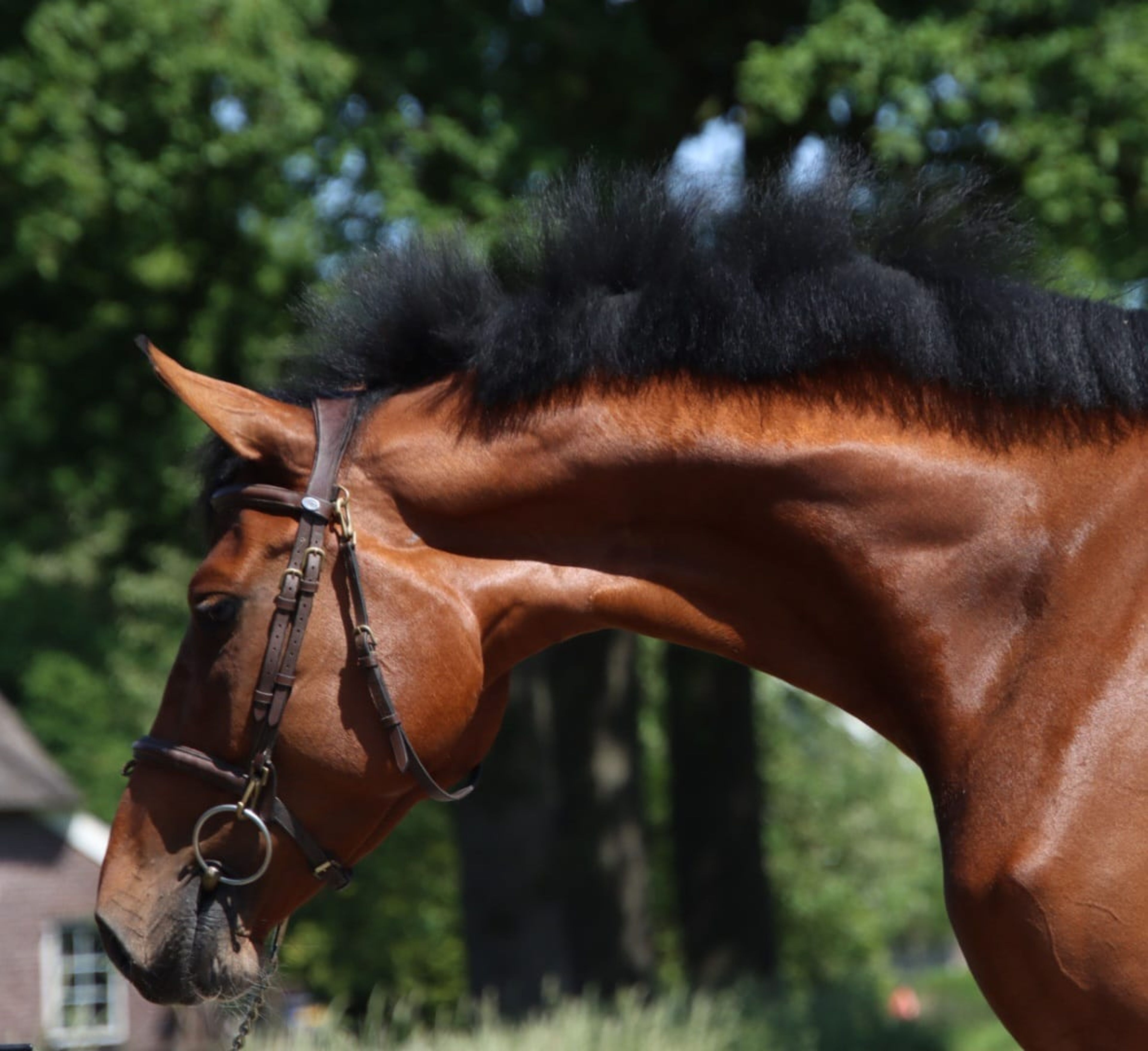Nevada Z(+Cascais Junior DG) ☆☆ (NIXON VAN'T MEULENHOF x CORMINT) - Image 3