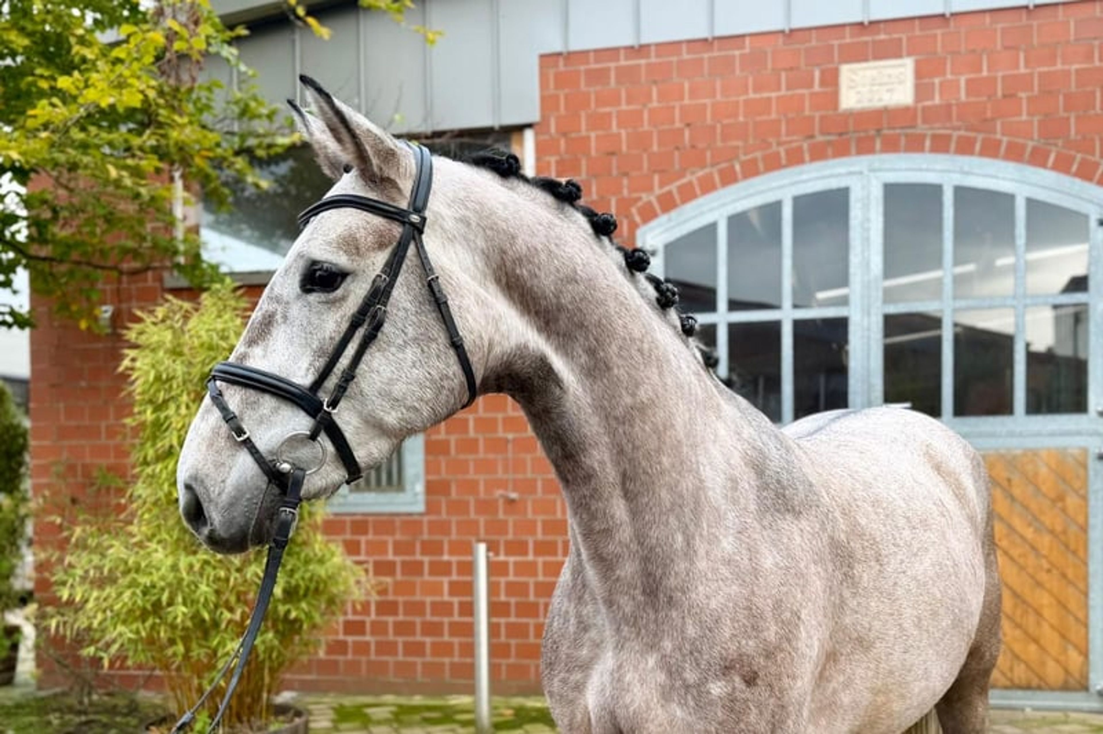 Perfect young mare for amateur riders
