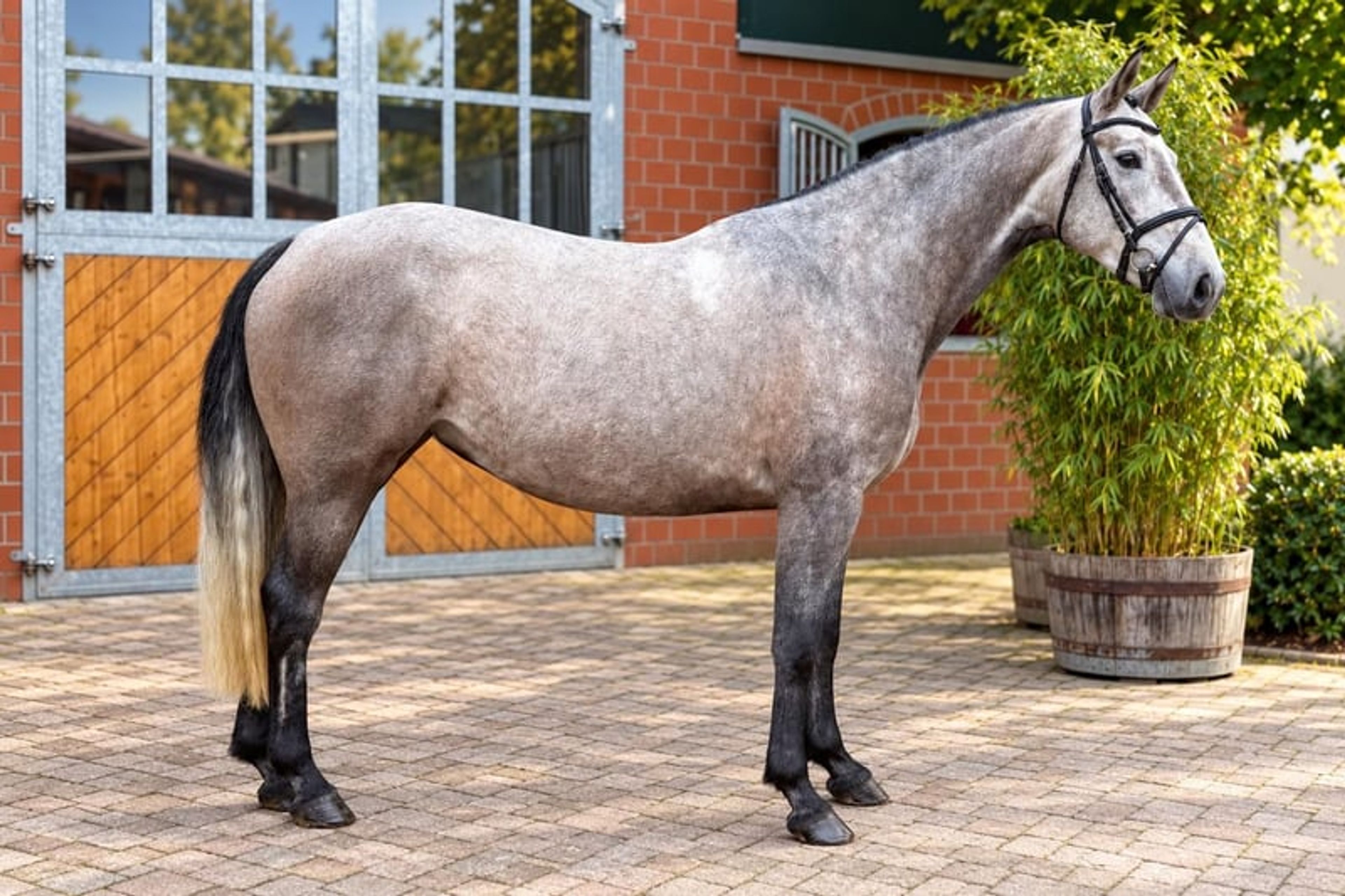Perfect young mare for amateur riders - Image 2