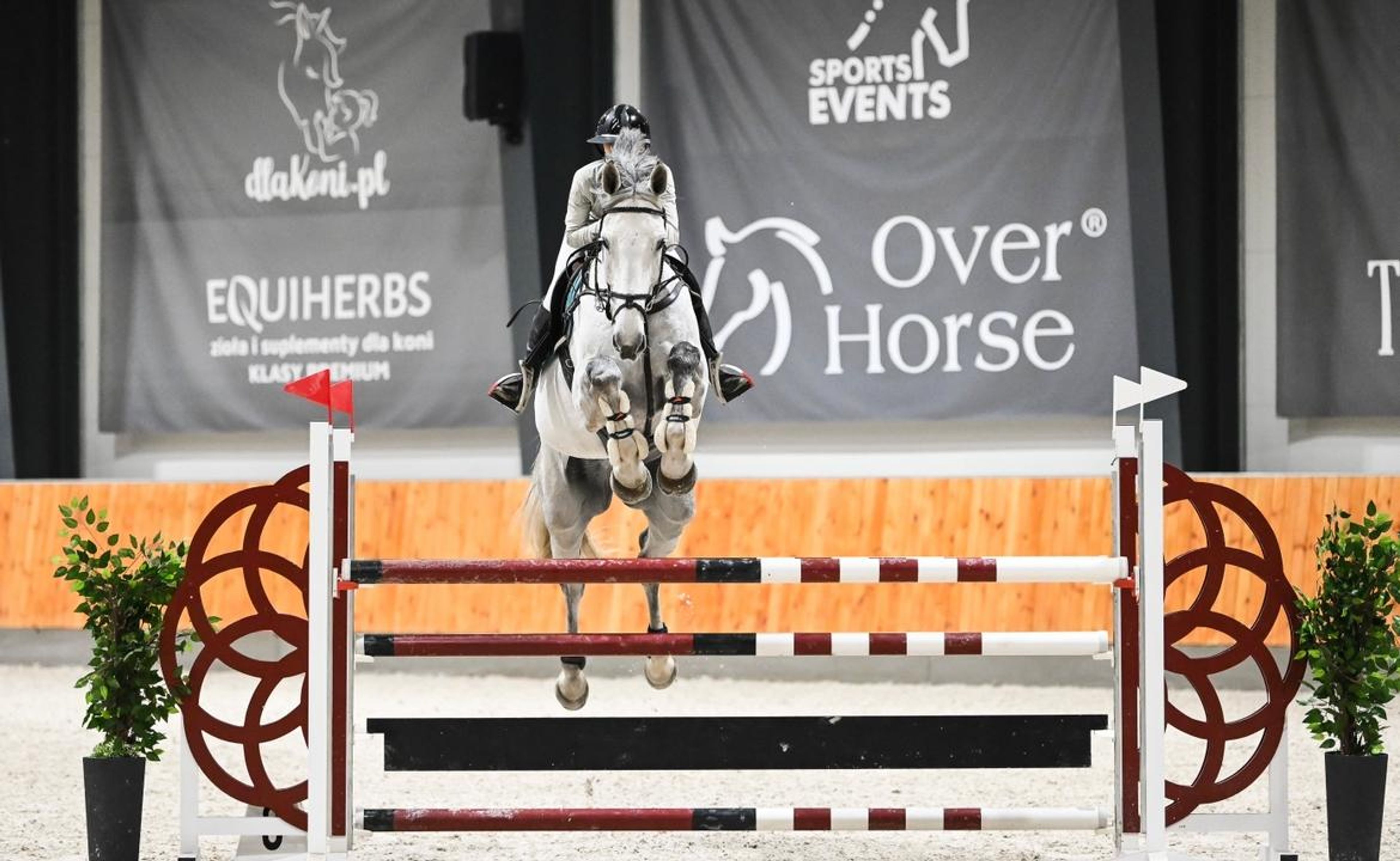OBC-Carl-O (CELLESTIAL x LANDGOLD) - Image 1