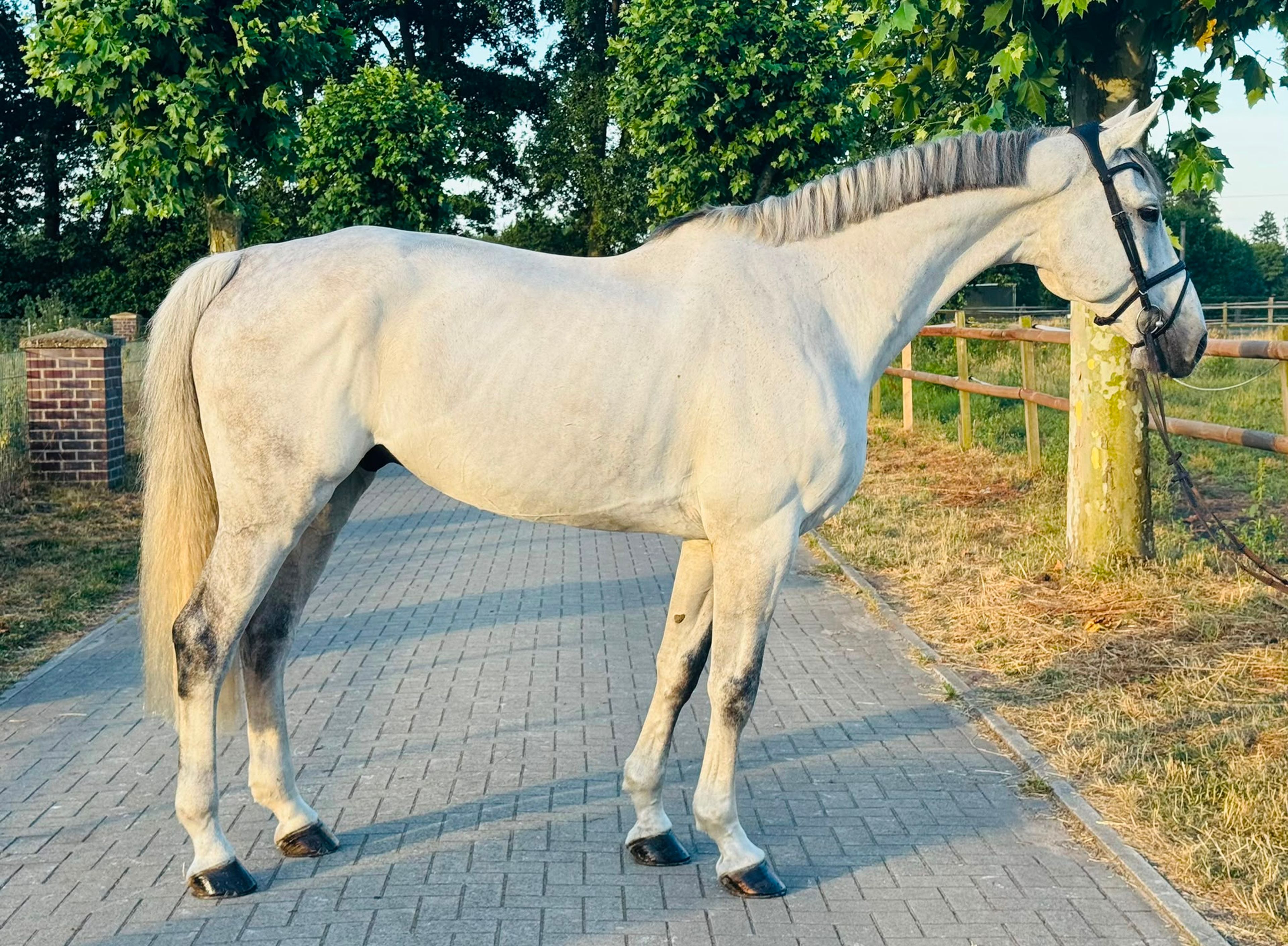 OBC-Carl-O (CELLESTIAL x LANDGOLD) - Image 2