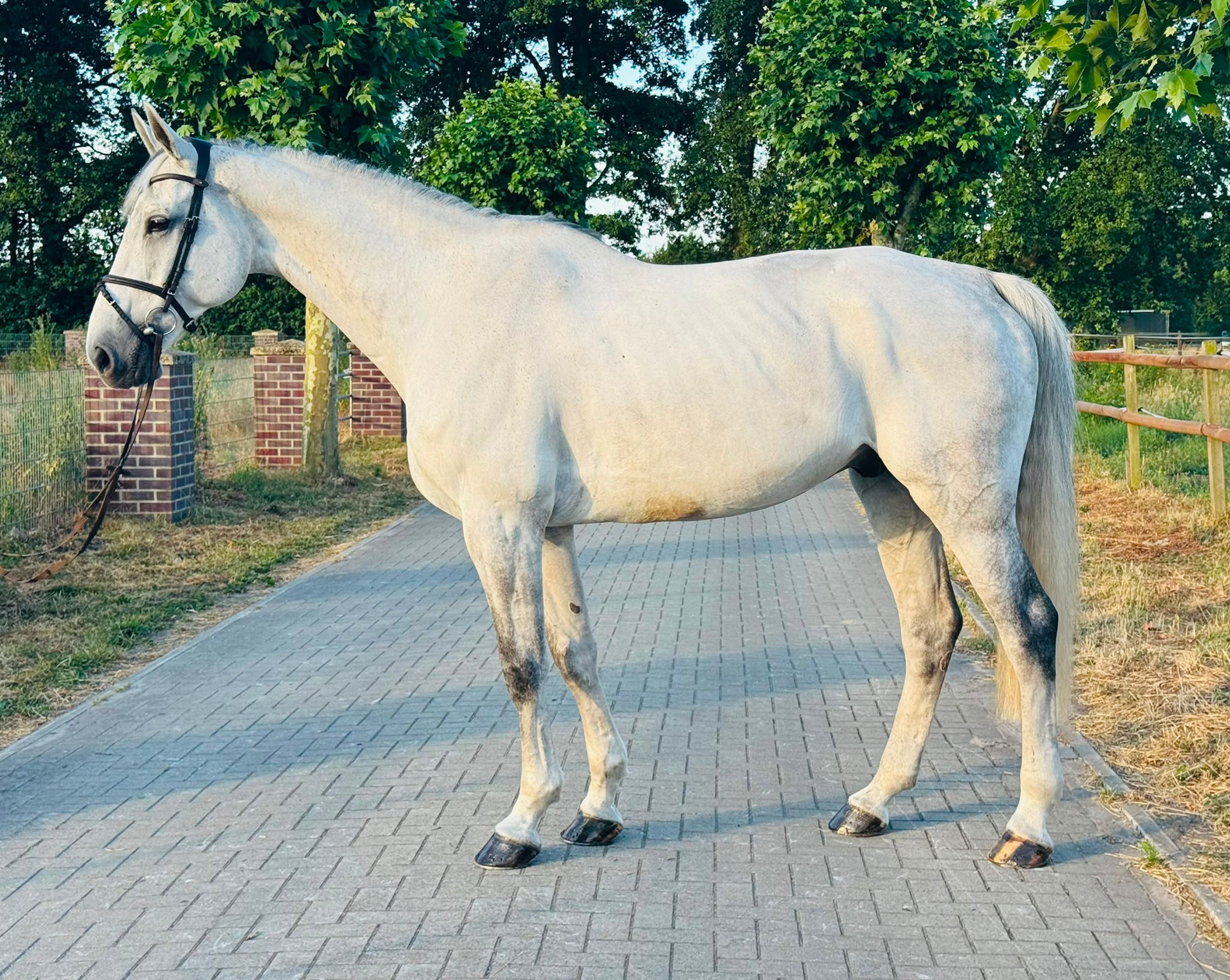 OBC-Carl-O (CELLESTIAL x LANDGOLD) - Image 3