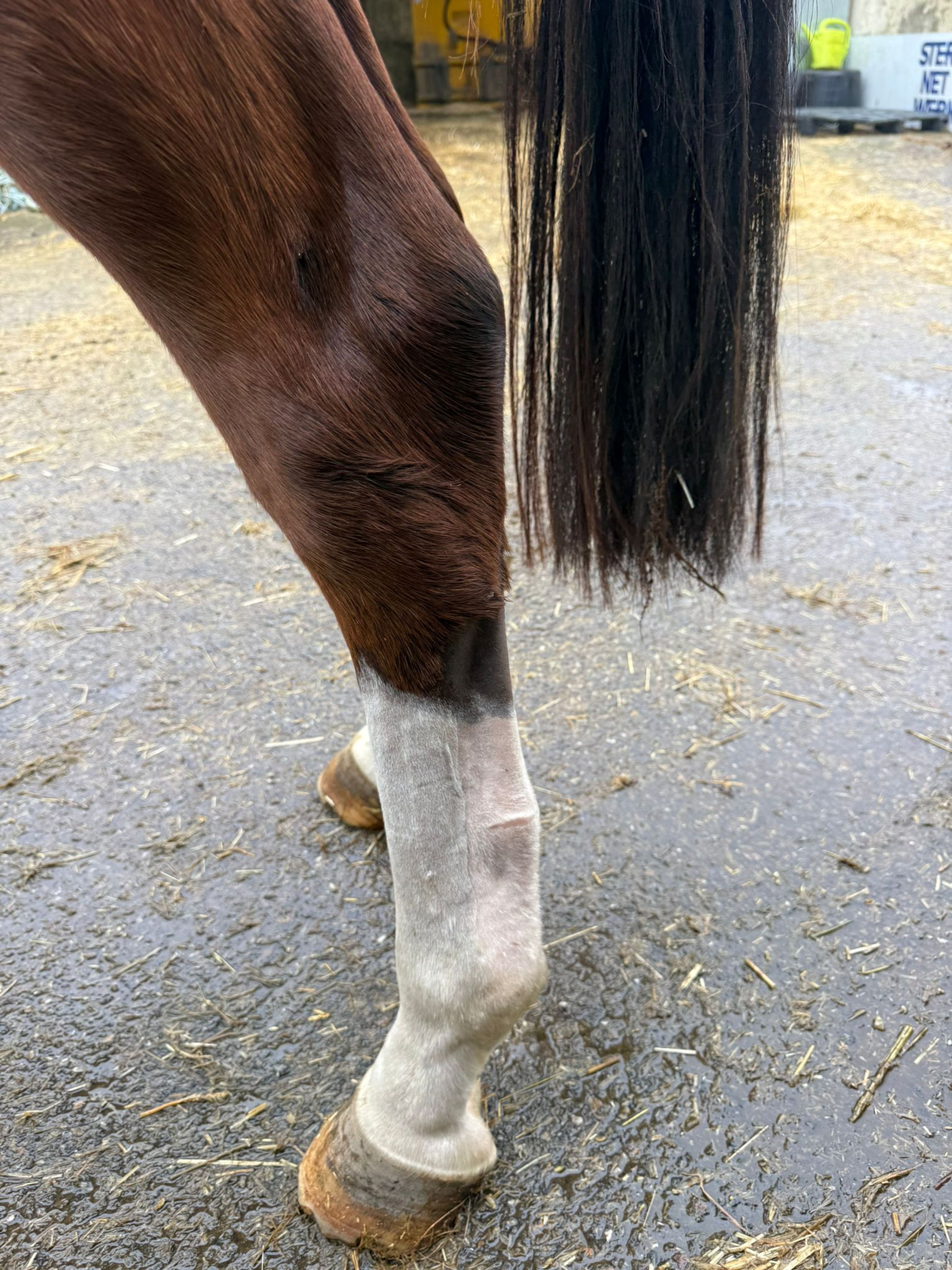 Corazon Z ☆ (CLICKSEM x VLEUT) - Image 3