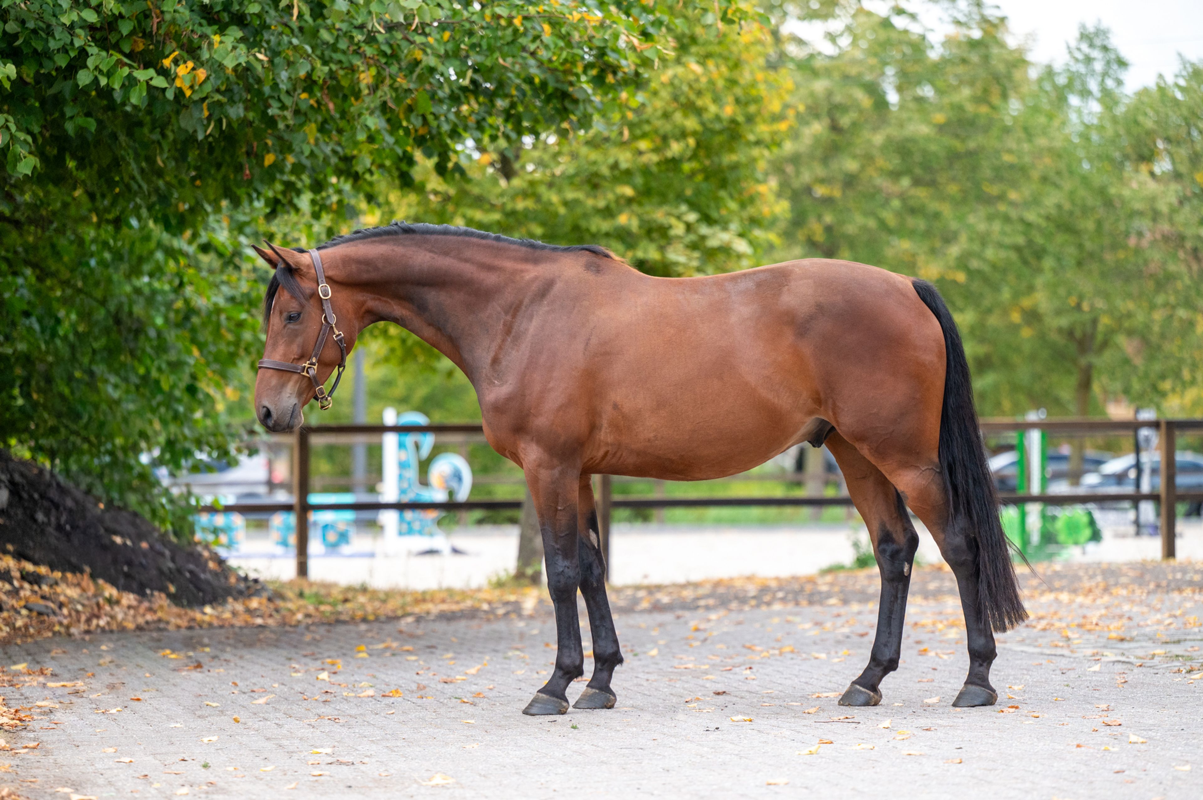One Special Hop (I'M SPECIAL DE MUZE x NUMERO UNO) - Image 1