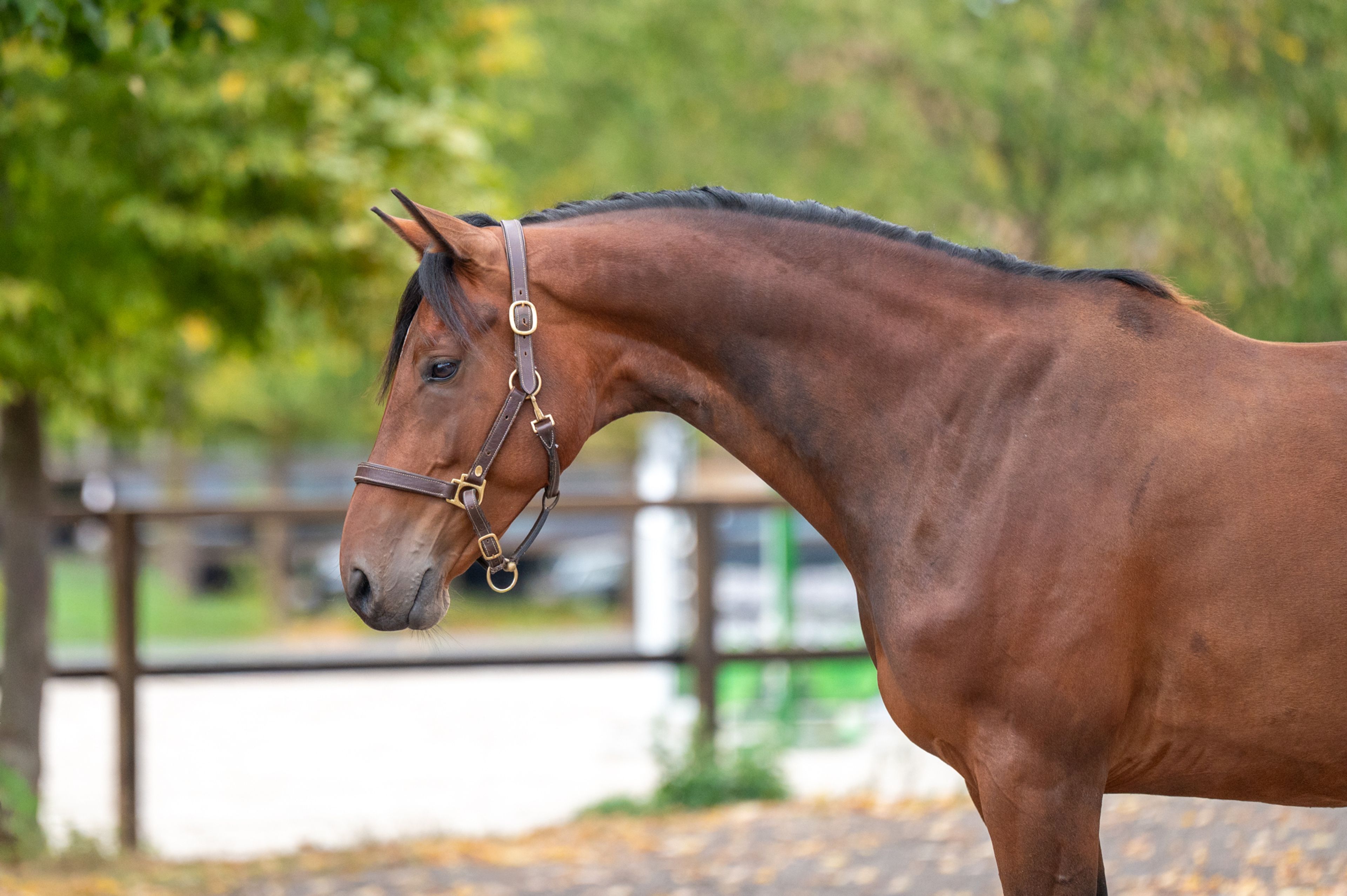 One Special Hop (I'M SPECIAL DE MUZE x NUMERO UNO) - Image 2