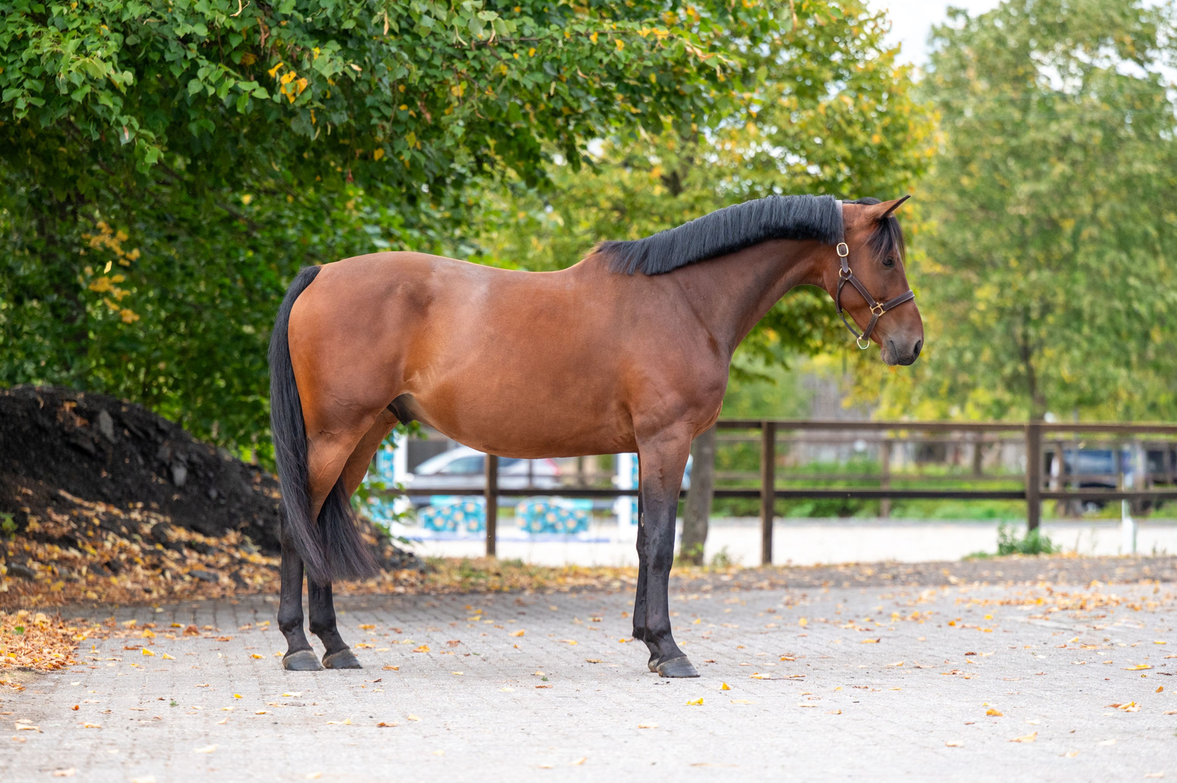 One Special Hop (I'M SPECIAL DE MUZE x NUMERO UNO) - Image 3