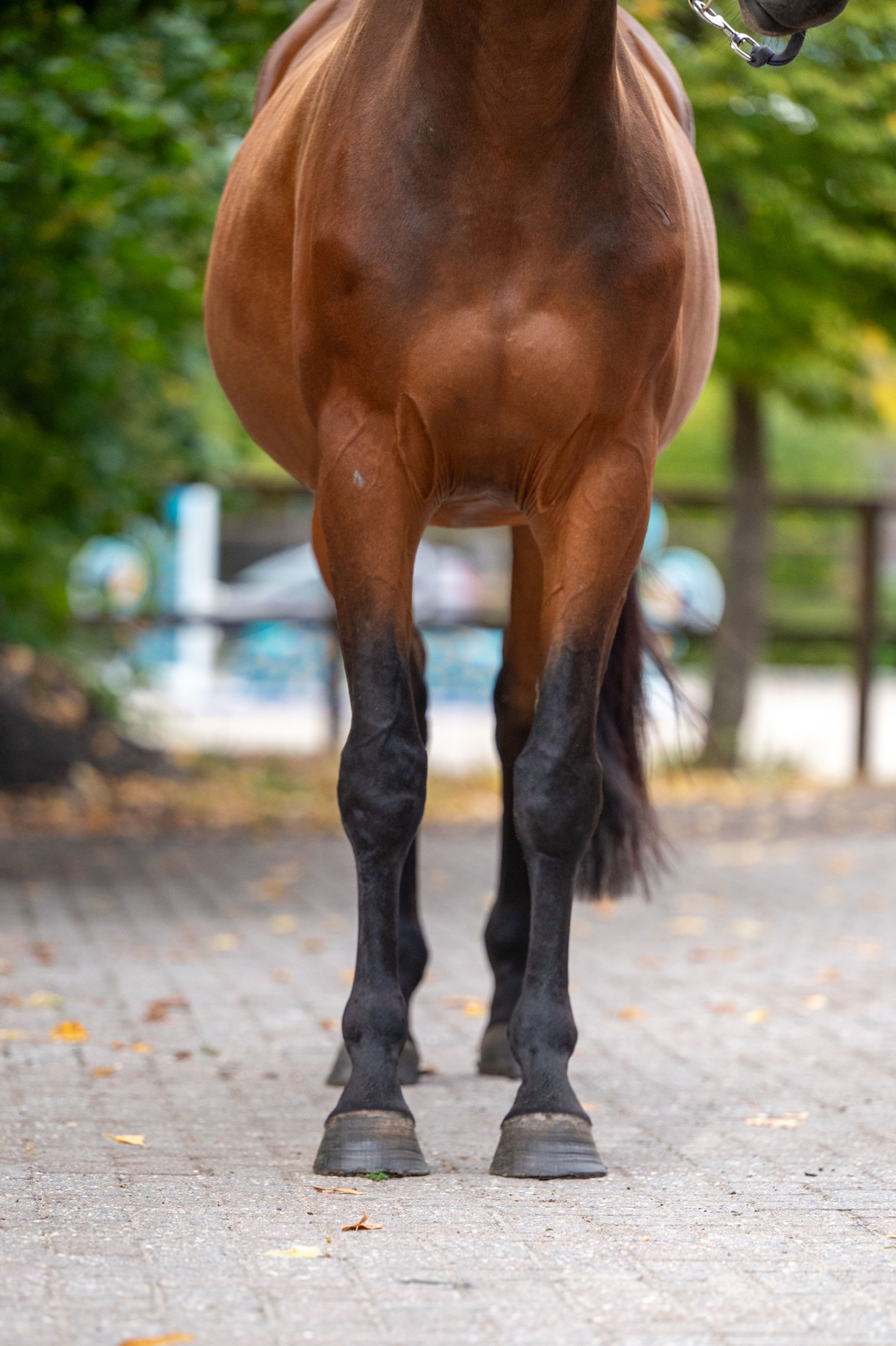 One Special Hop (I'M SPECIAL DE MUZE x NUMERO UNO) - Image 7
