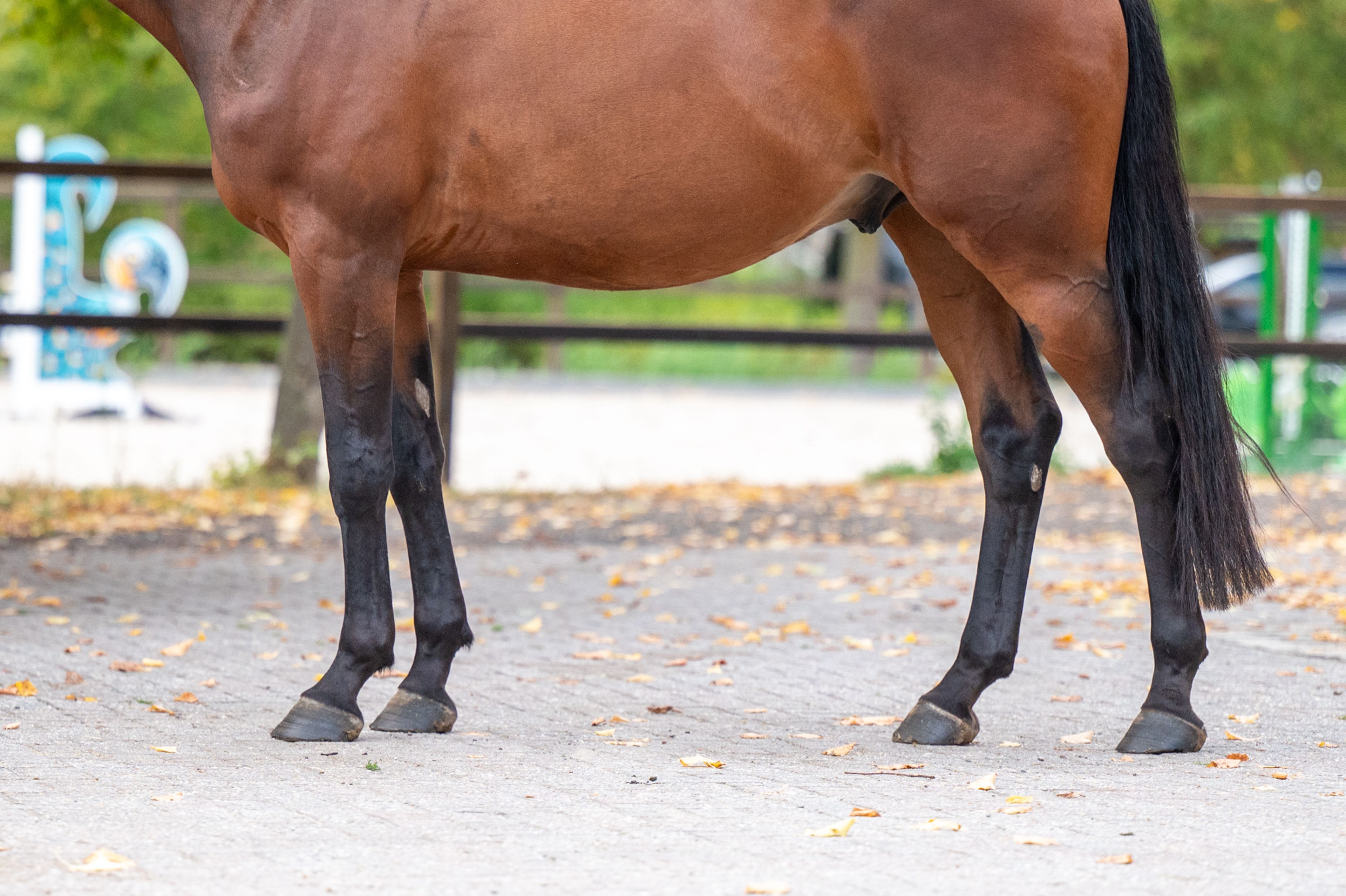One Special Hop (I'M SPECIAL DE MUZE x NUMERO UNO) - Image 9