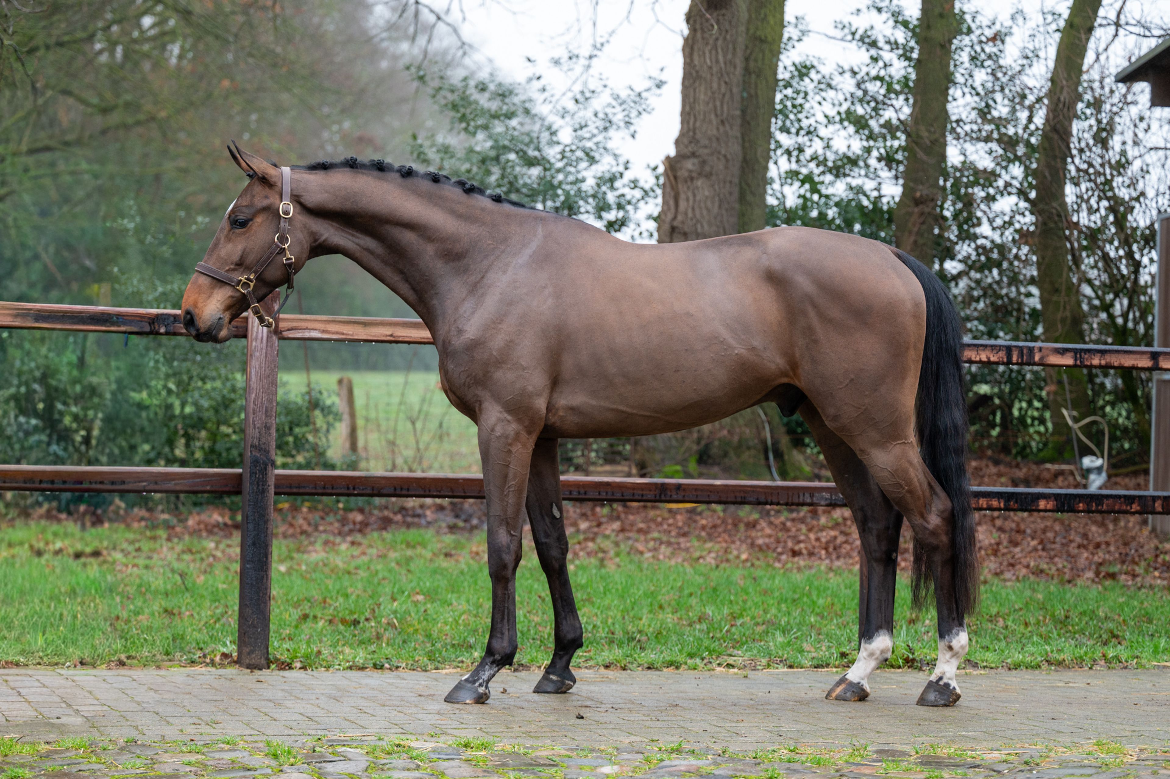 Wilko vh Vennehof (EL BARONE 111 Z  x GAME DOY D'10) - Image 1