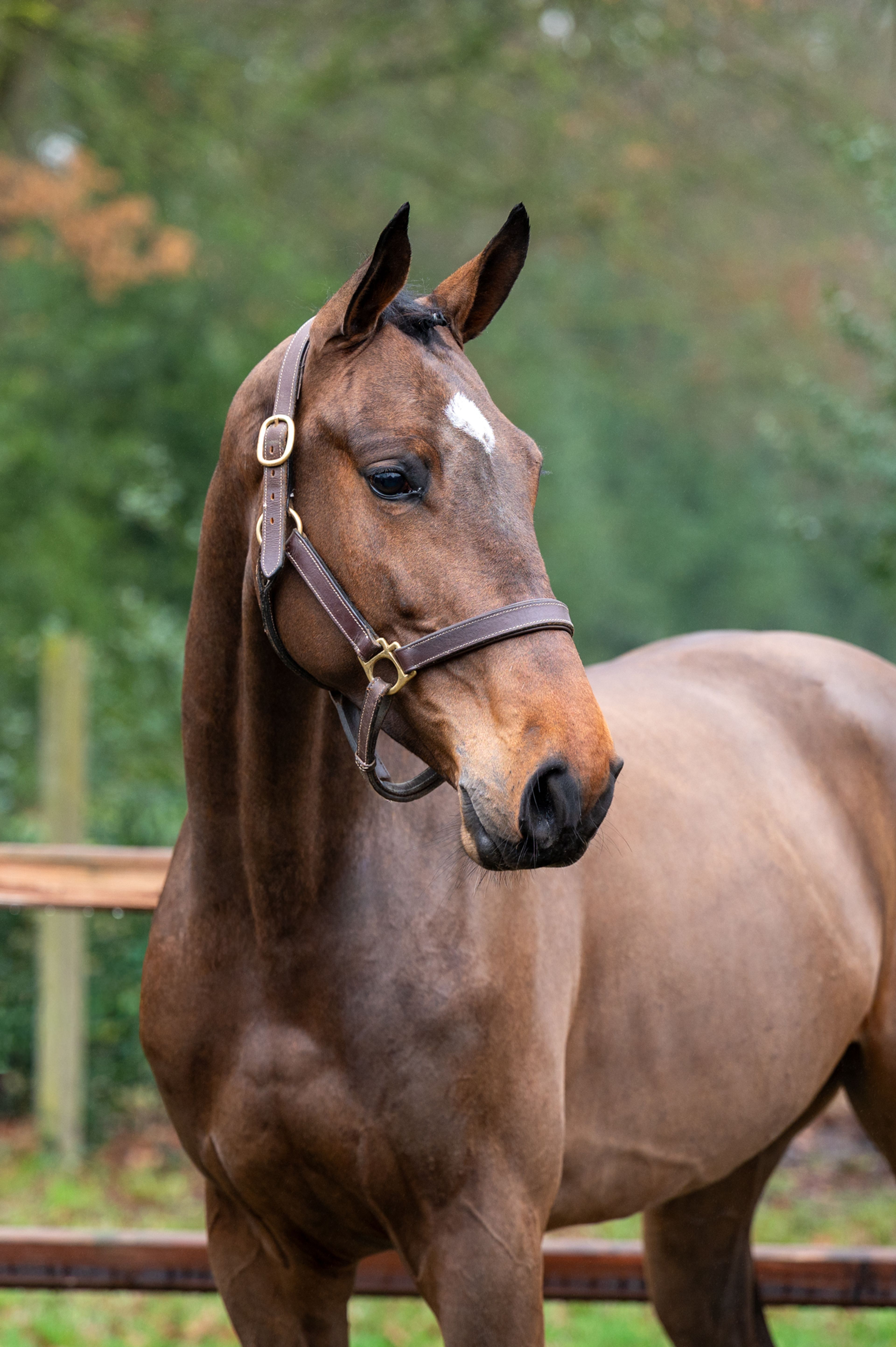 Wilko vh Vennehof (EL BARONE 111 Z  x GAME DOY D'10) - Image 2