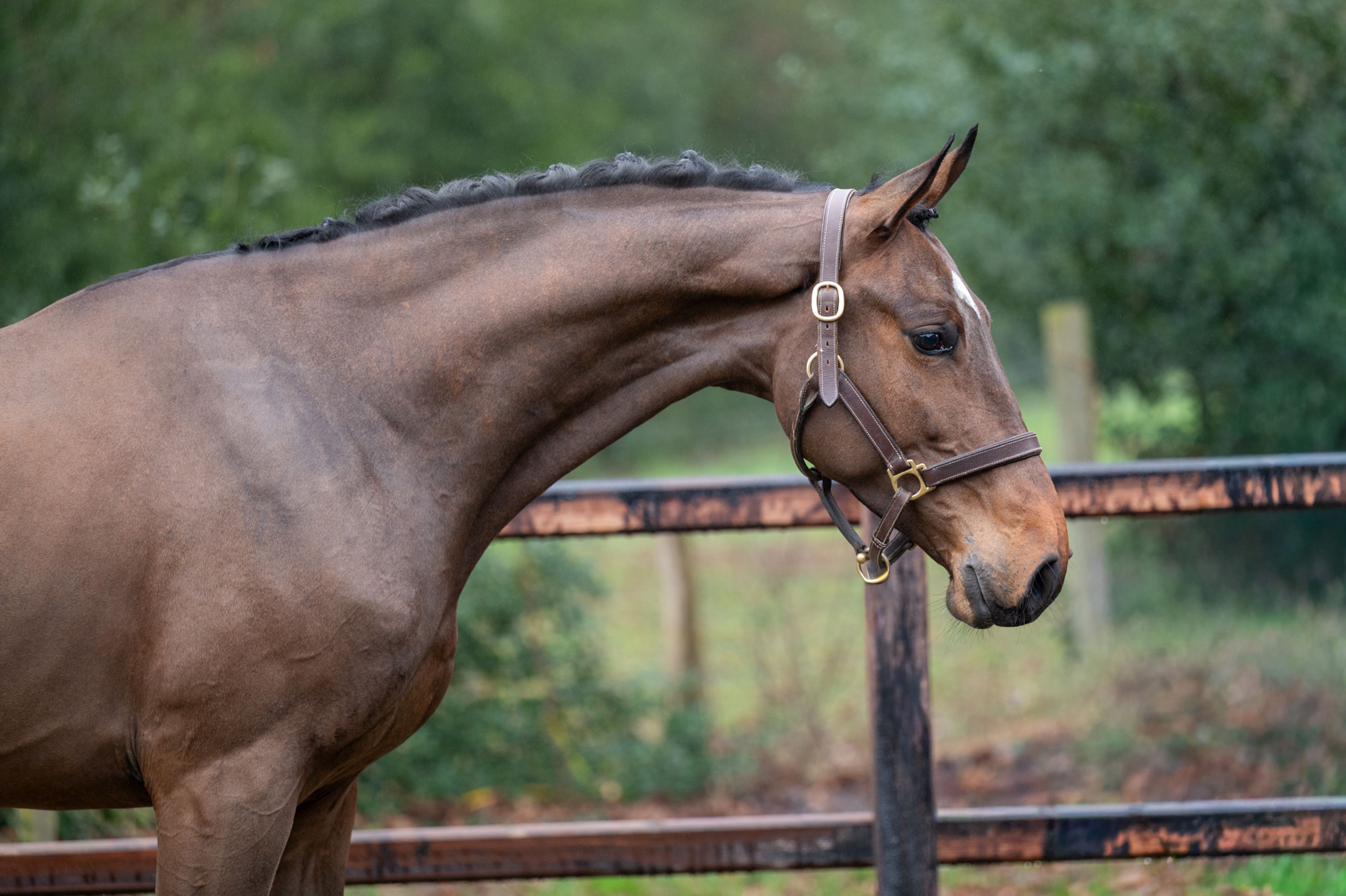 Wilko vh Vennehof (EL BARONE 111 Z  x GAME DOY D'10) - Image 3