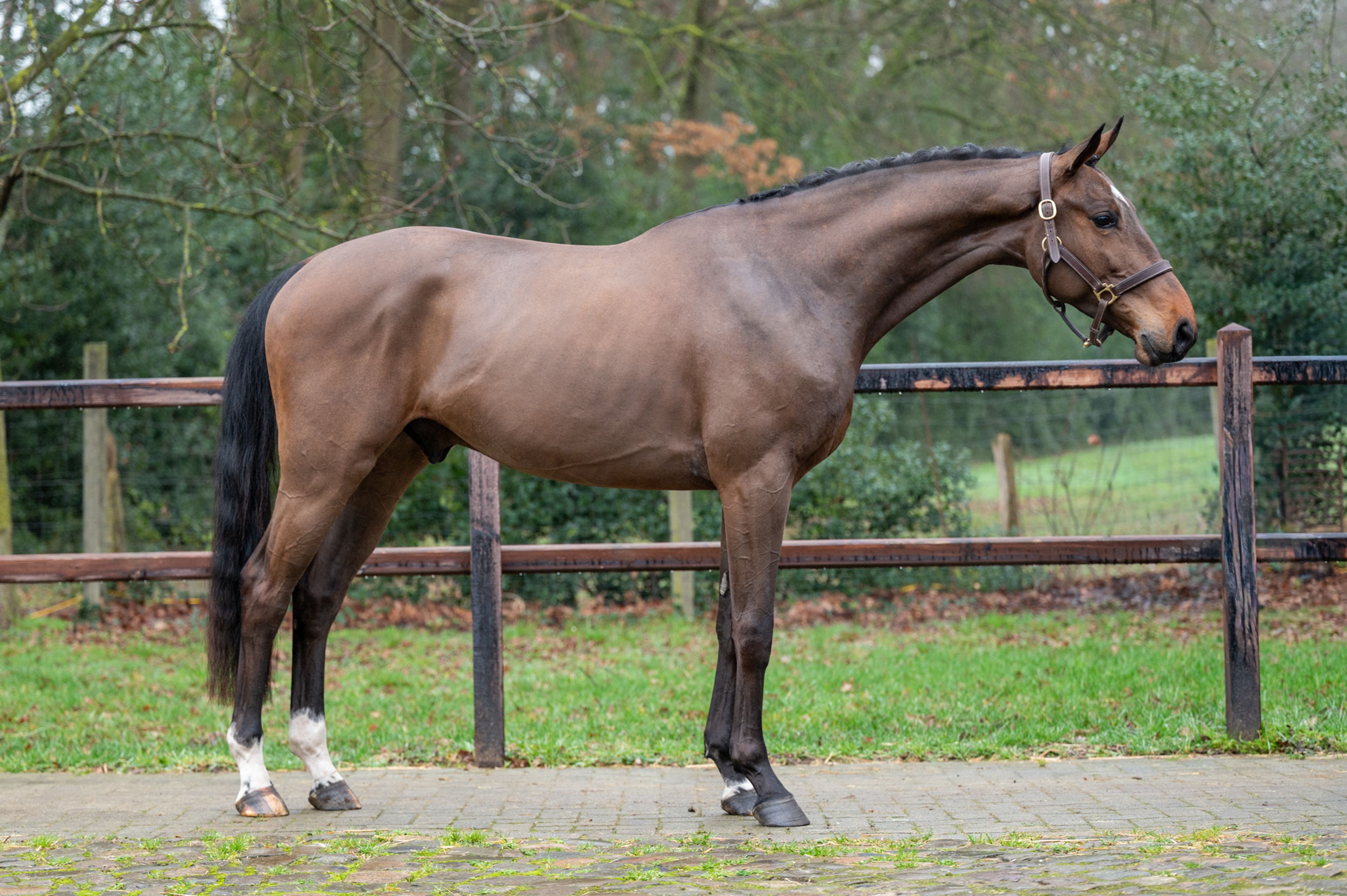 Wilko vh Vennehof (EL BARONE 111 Z  x GAME DOY D'10) - Image 4