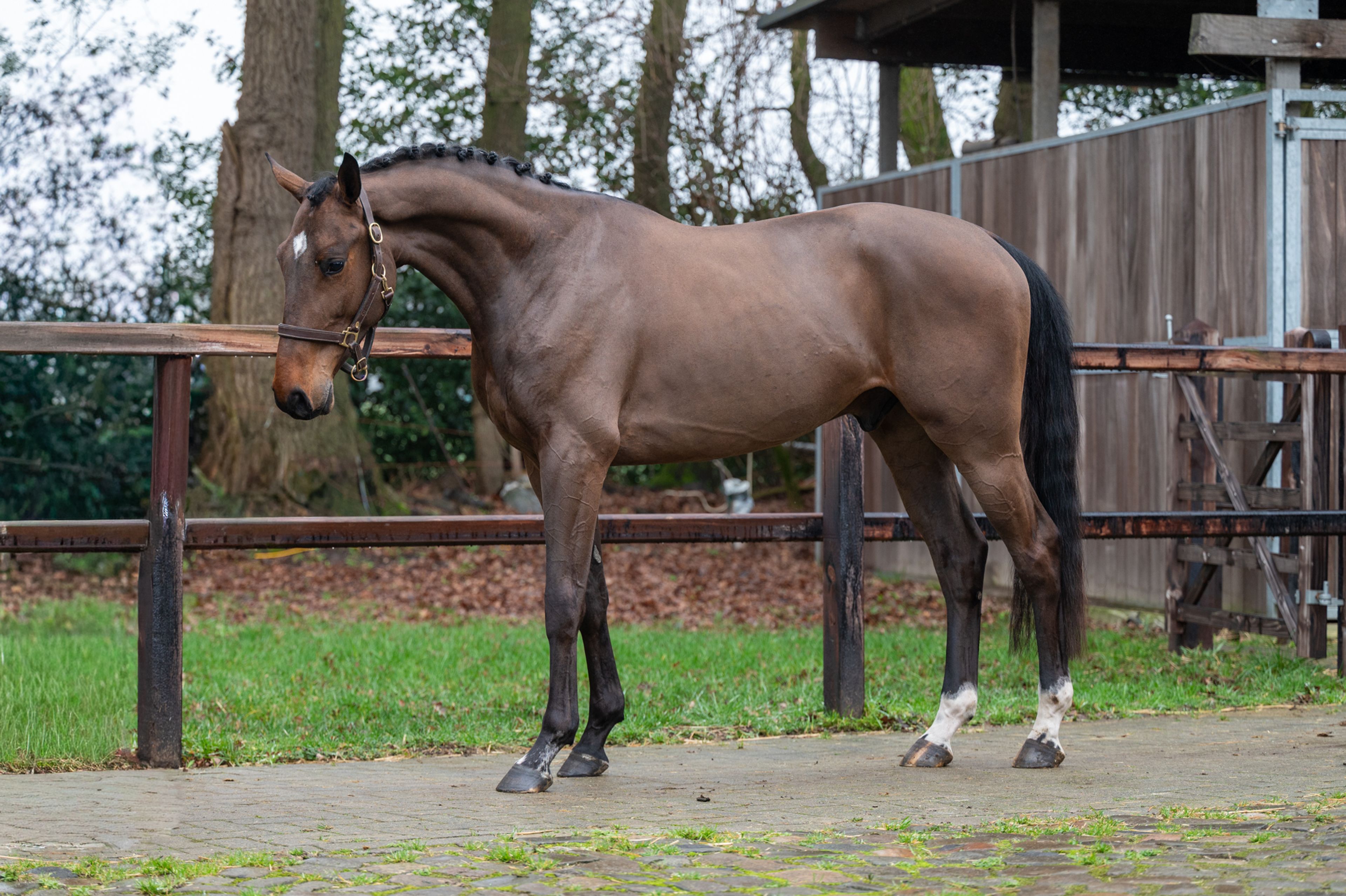 Wilko vh Vennehof (EL BARONE 111 Z  x GAME DOY D'10) - Image 5