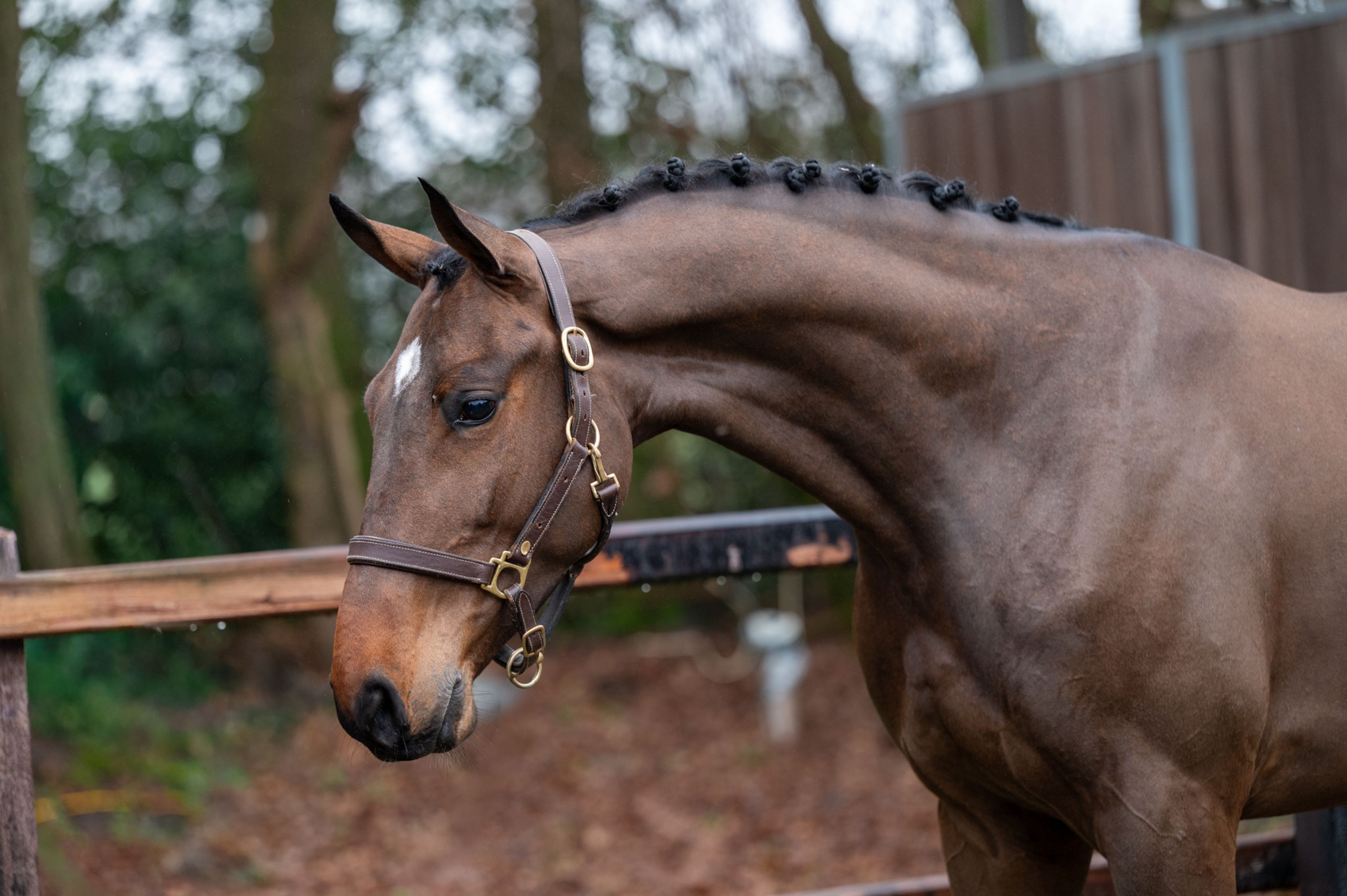 Wilko vh Vennehof (EL BARONE 111 Z  x GAME DOY D'10) - Image 6