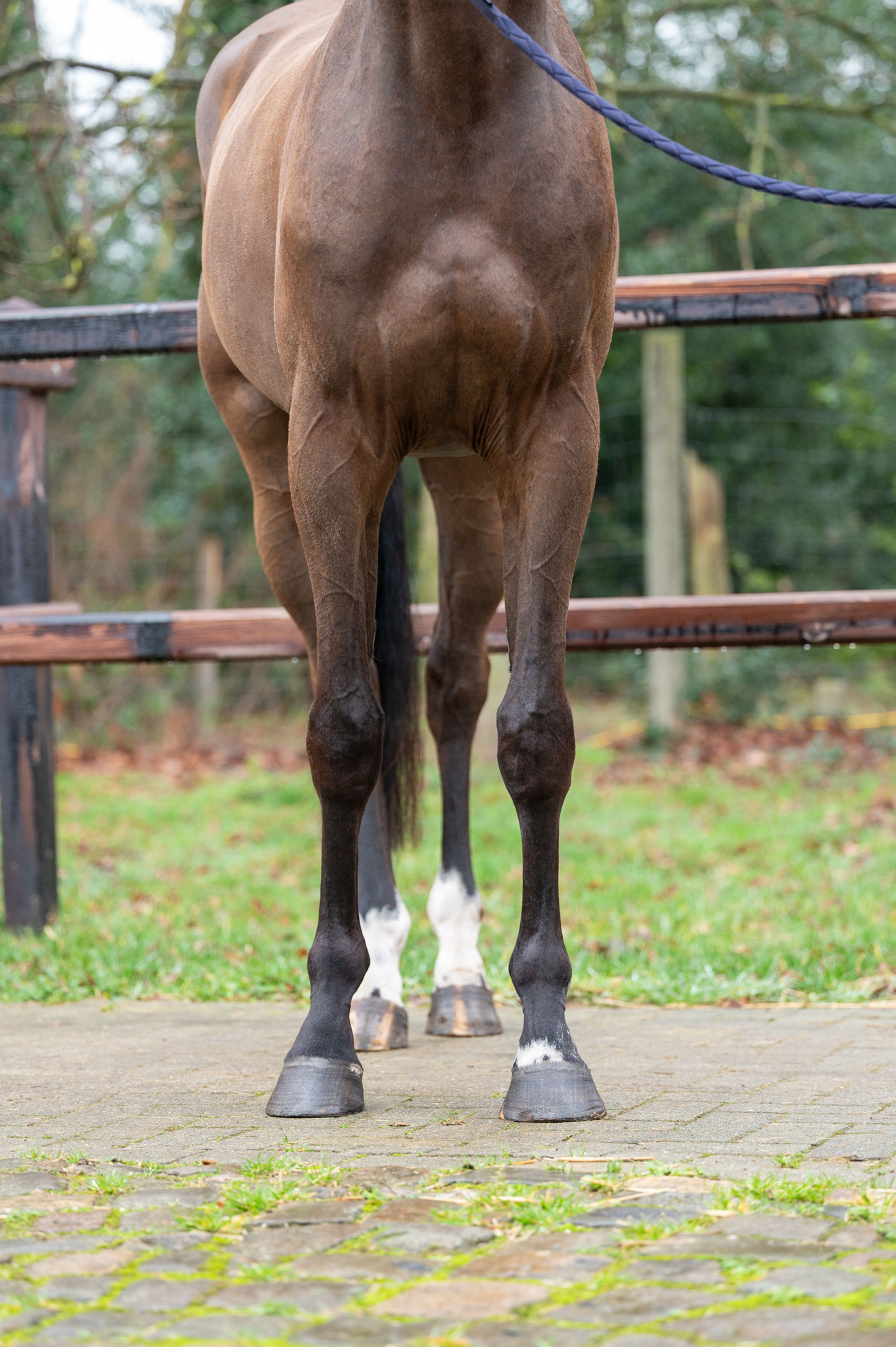 Wilko vh Vennehof (EL BARONE 111 Z  x GAME DOY D'10) - Image 8