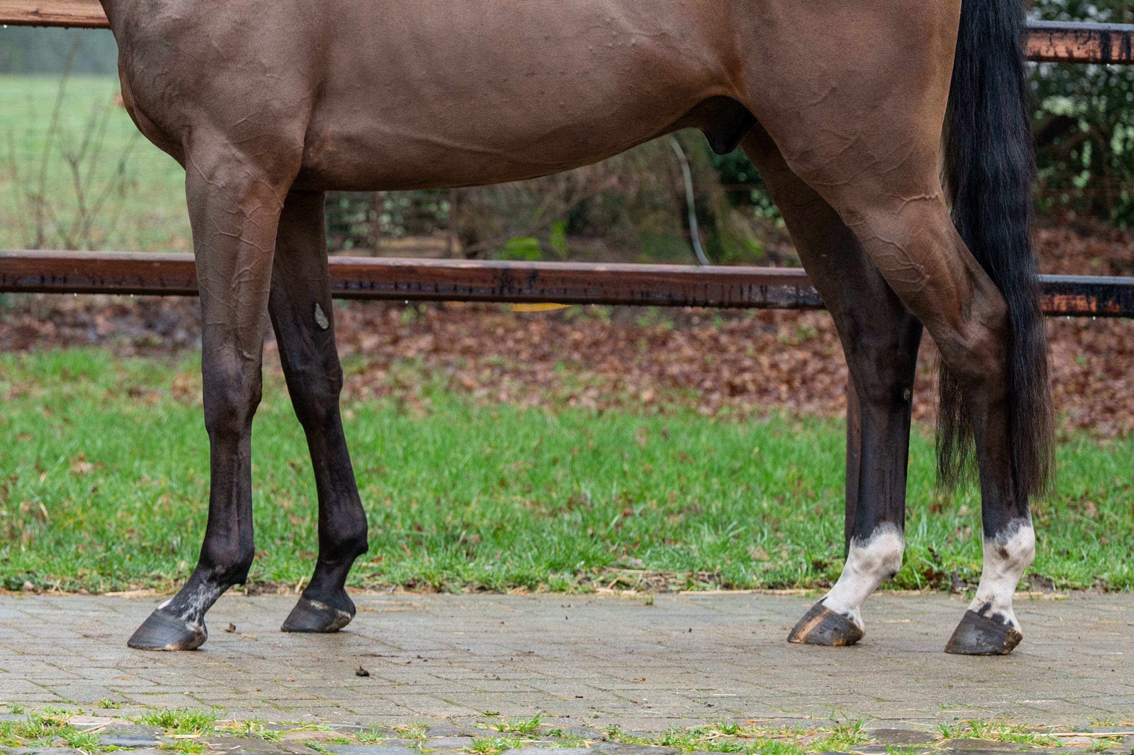 Wilko vh Vennehof (EL BARONE 111 Z  x GAME DOY D'10) - Image 9