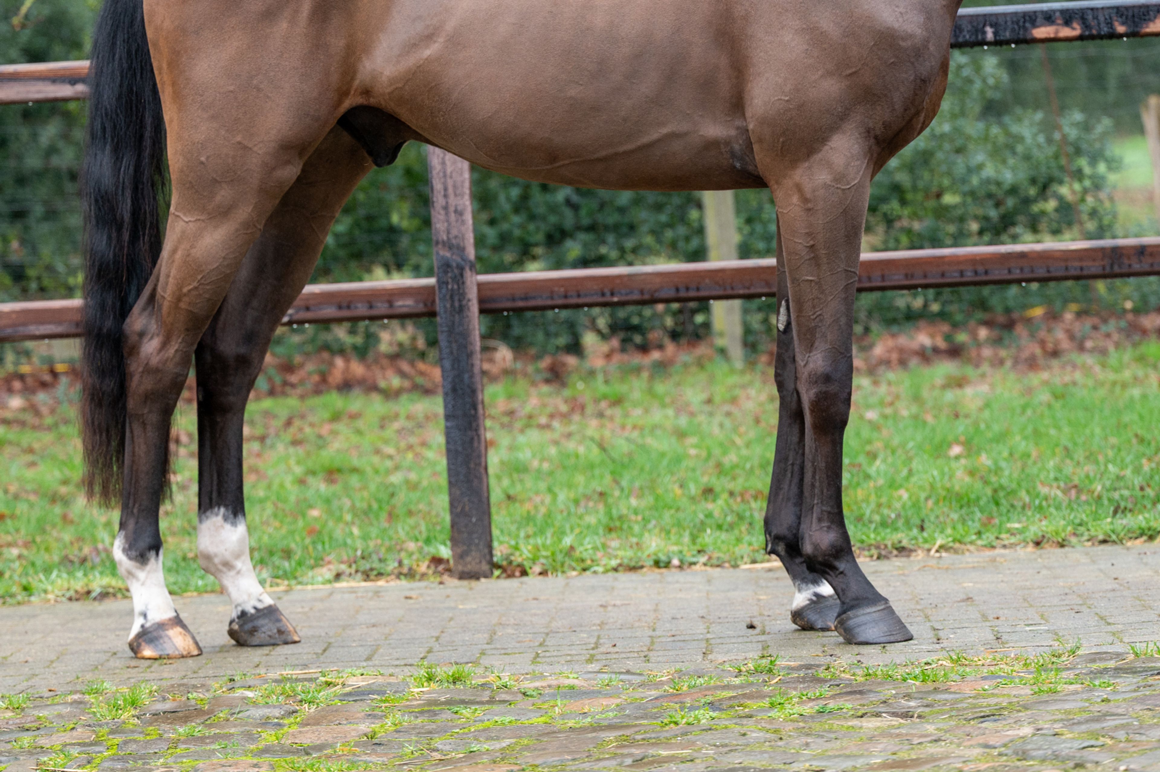 Wilko vh Vennehof (EL BARONE 111 Z  x GAME DOY D'10) - Image 10