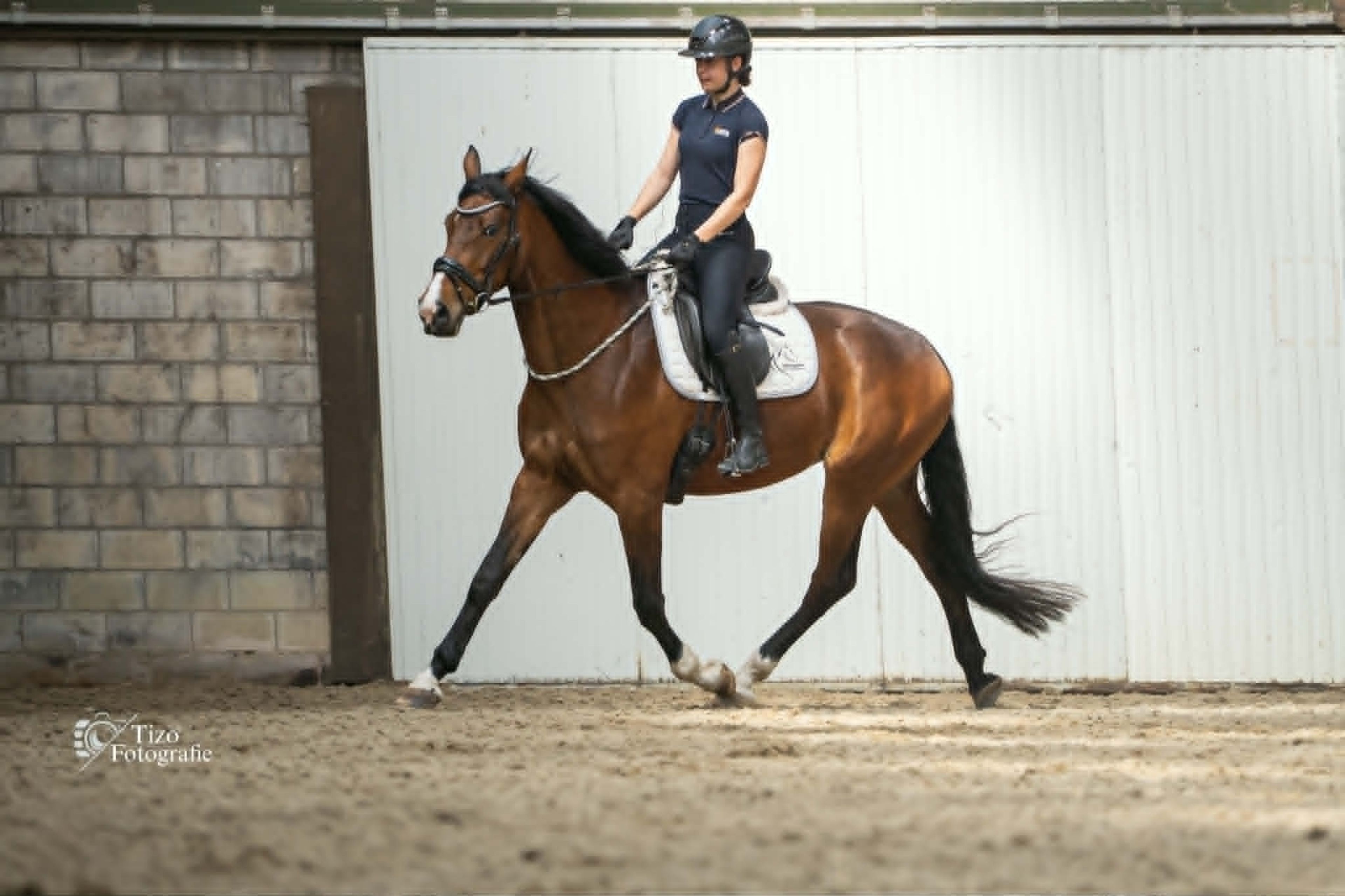 Rilana (roepnaam Teddy) - Image 1